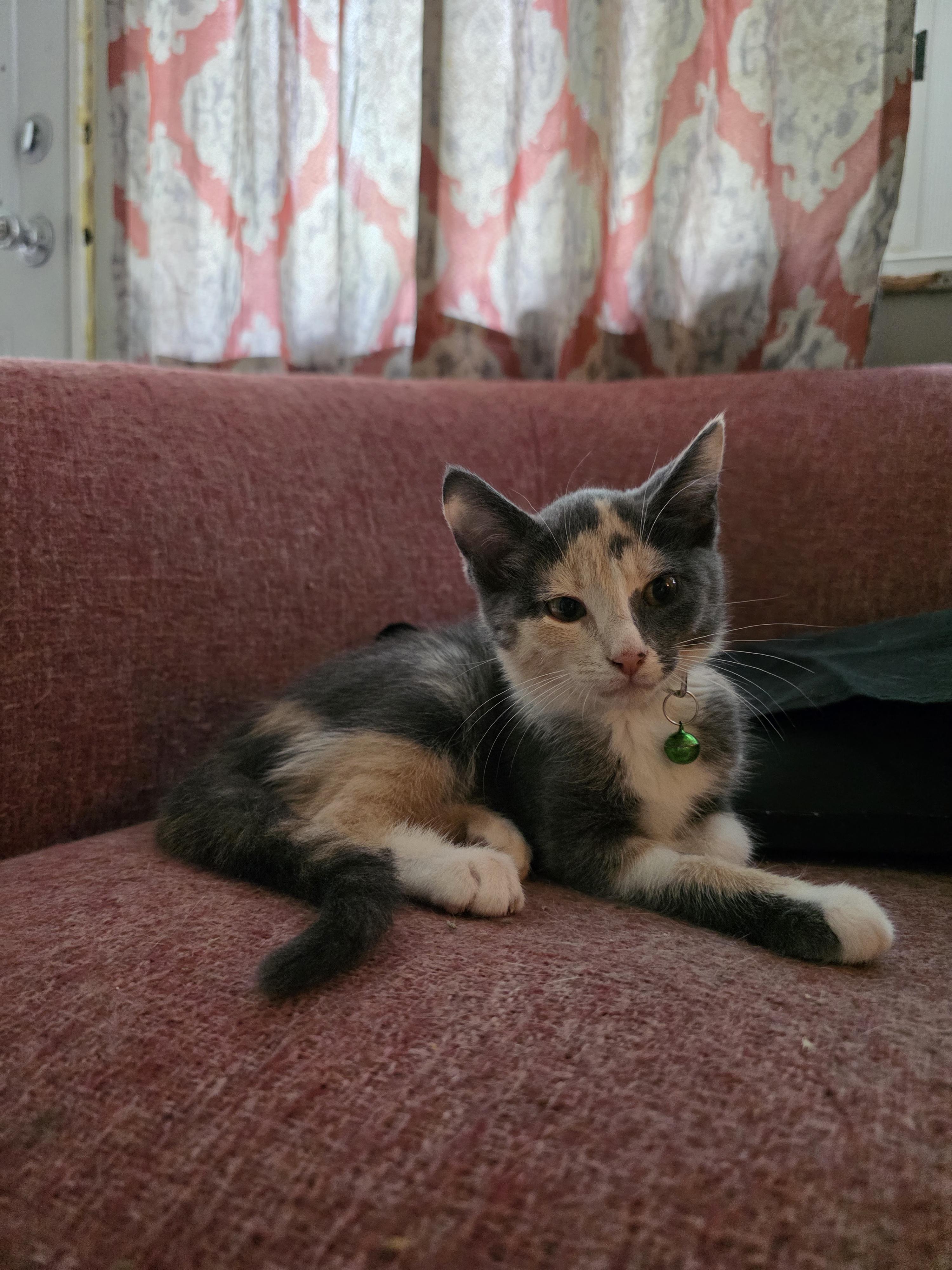 Mina, adopted, Kitten Female Domestic Short Hair & Dilute Tortoiseshell.