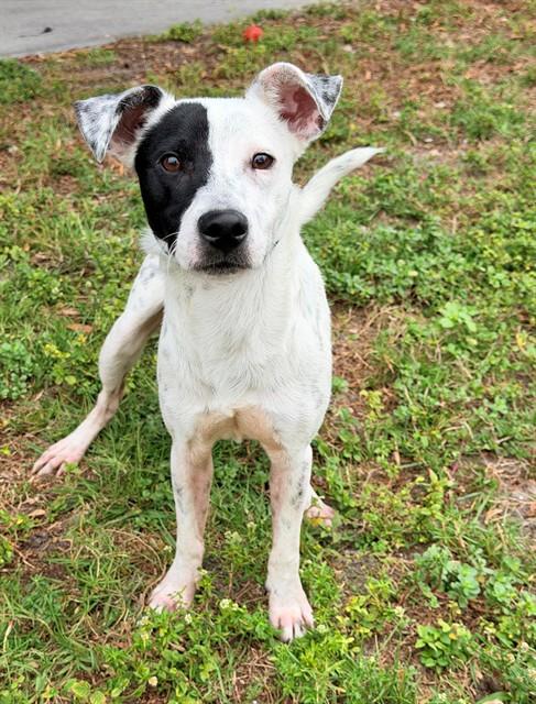 SPARKY, Adoptable, Young Male Terrier.