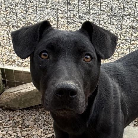 Enlarge Ruth, a Adoptable mixed breed in Blairsville, GA image 1/6