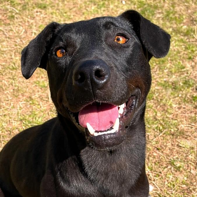 Enlarge Ruth, a Adoptable mixed breed in Blairsville, GA image 2/6