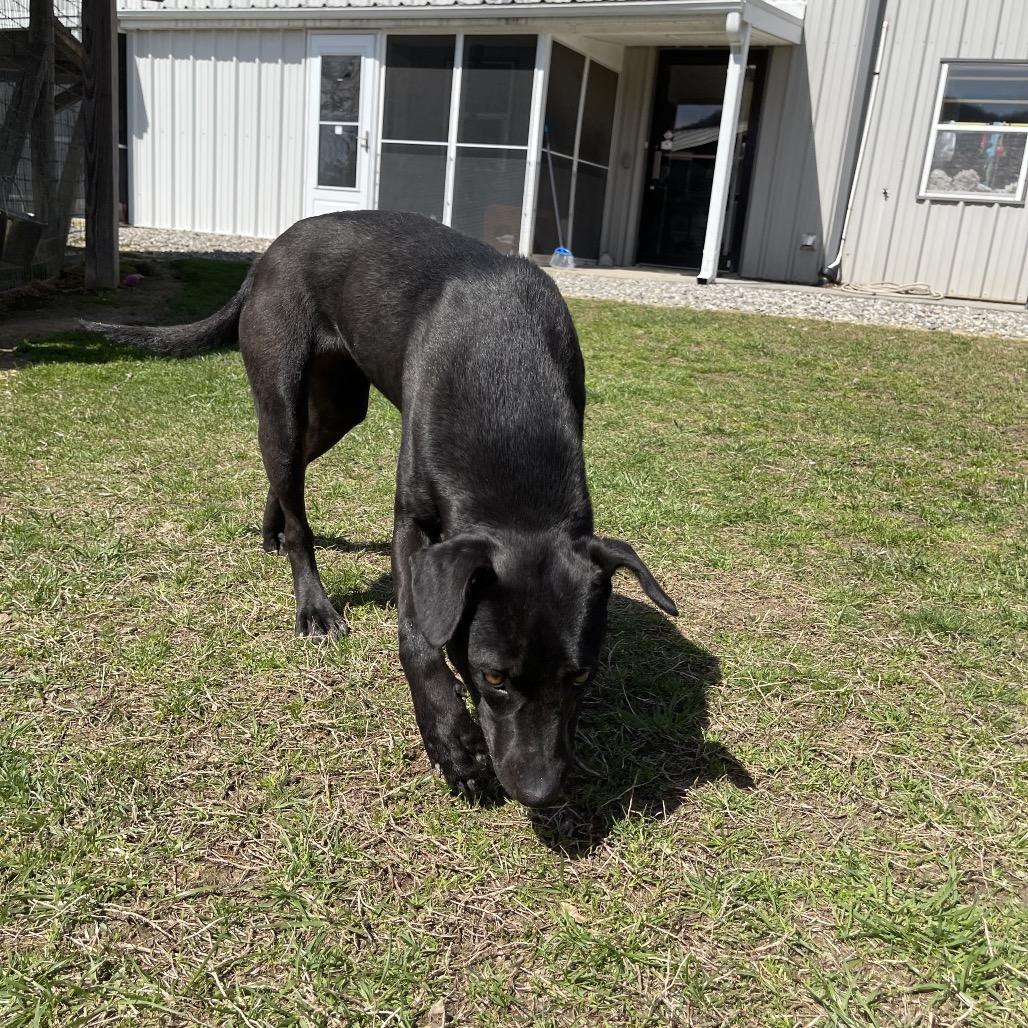 Enlarge Ruth, a Adoptable mixed breed in Blairsville, GA image 3/6