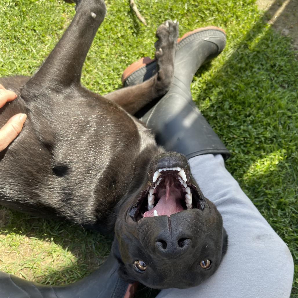 Enlarge Ruth, a Adoptable mixed breed in Blairsville, GA image 4/6