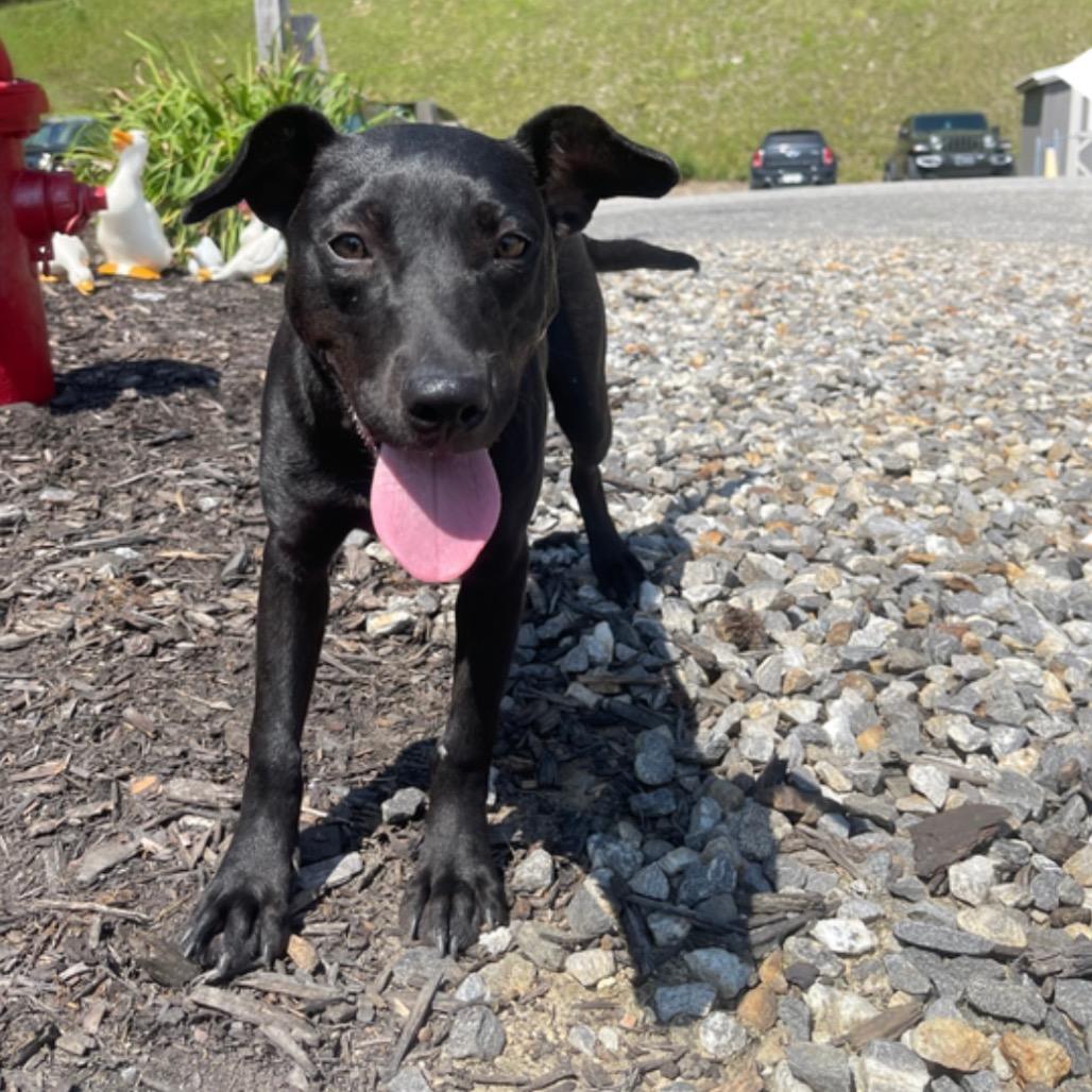 Enlarge Ruth, a Adoptable mixed breed in Blairsville, GA image 5/6