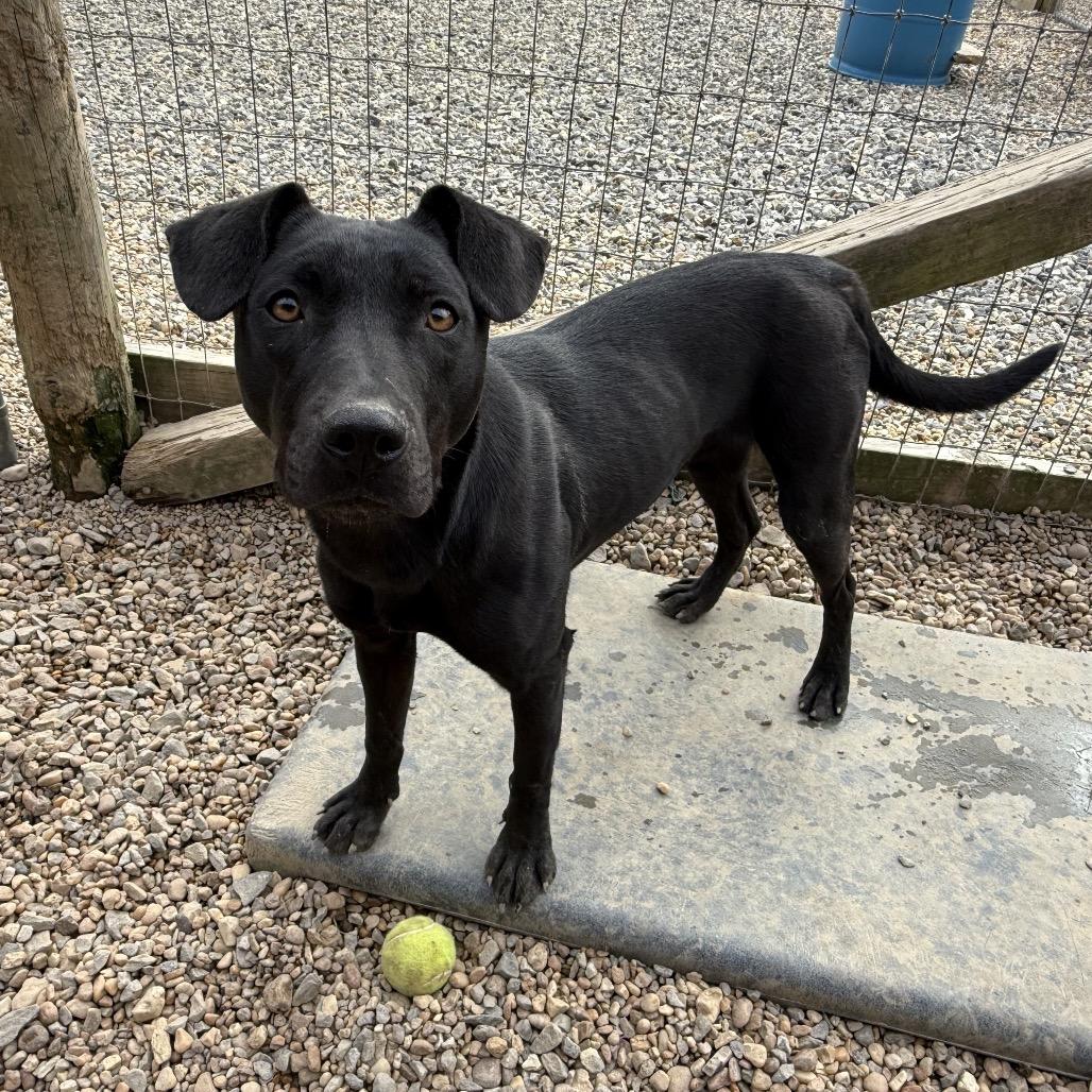 Enlarge Ruth, a Adoptable mixed breed in Blairsville, GA image 6/6