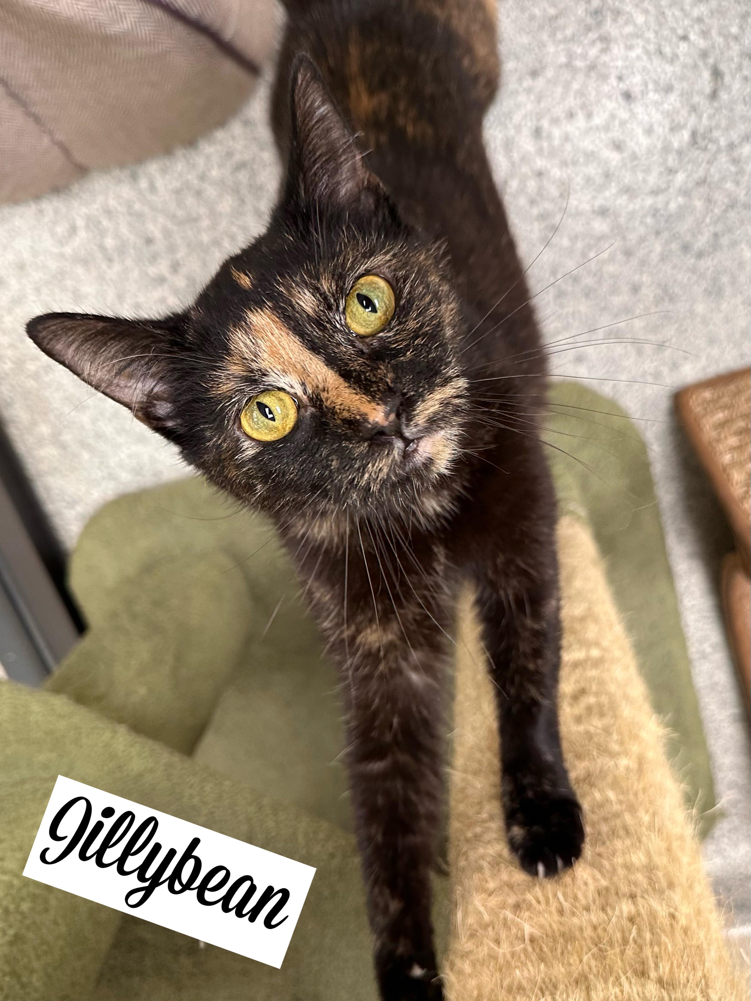Jillybean