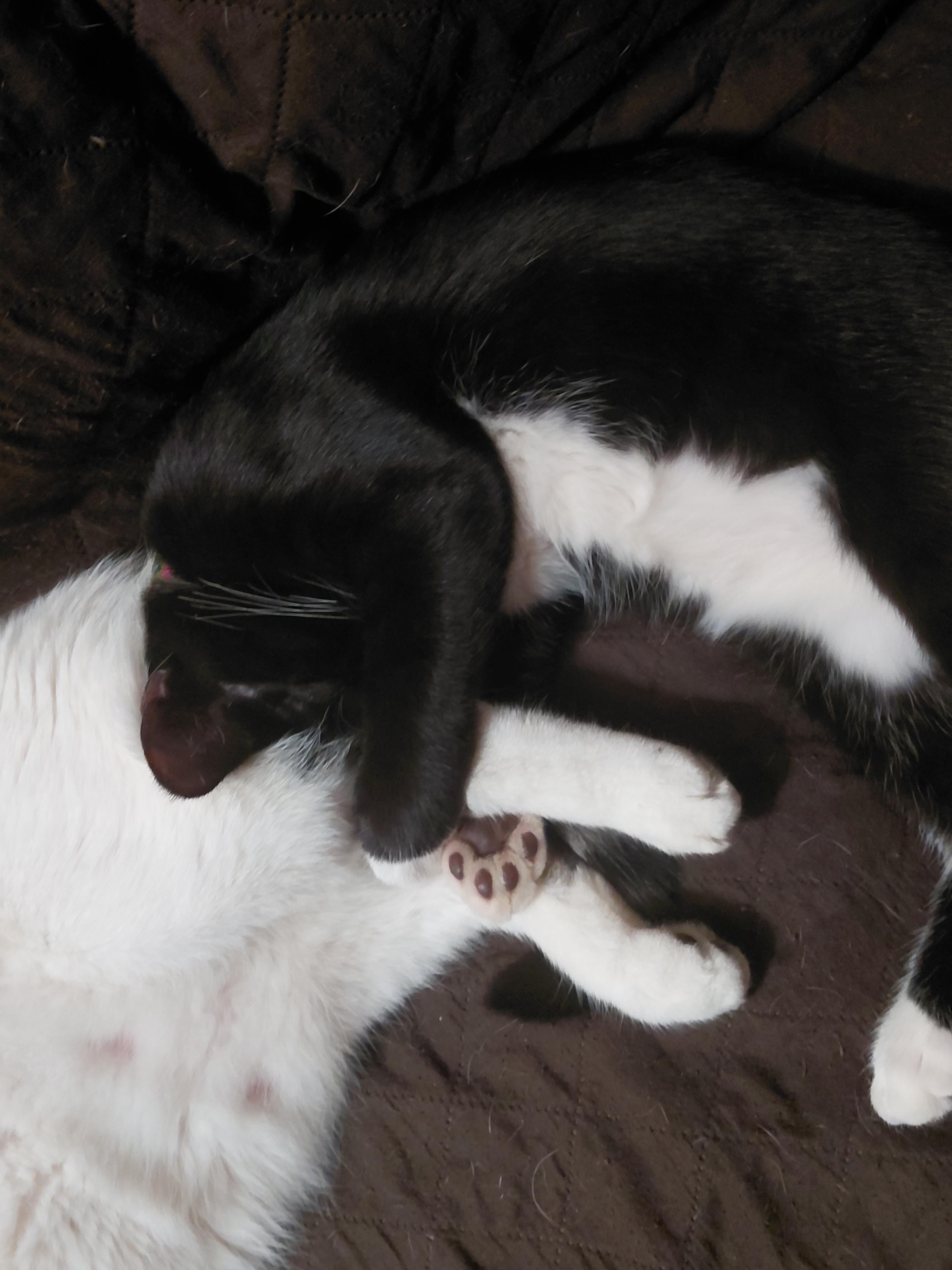 Steven, Adoptable, Young Male Domestic Short Hair.