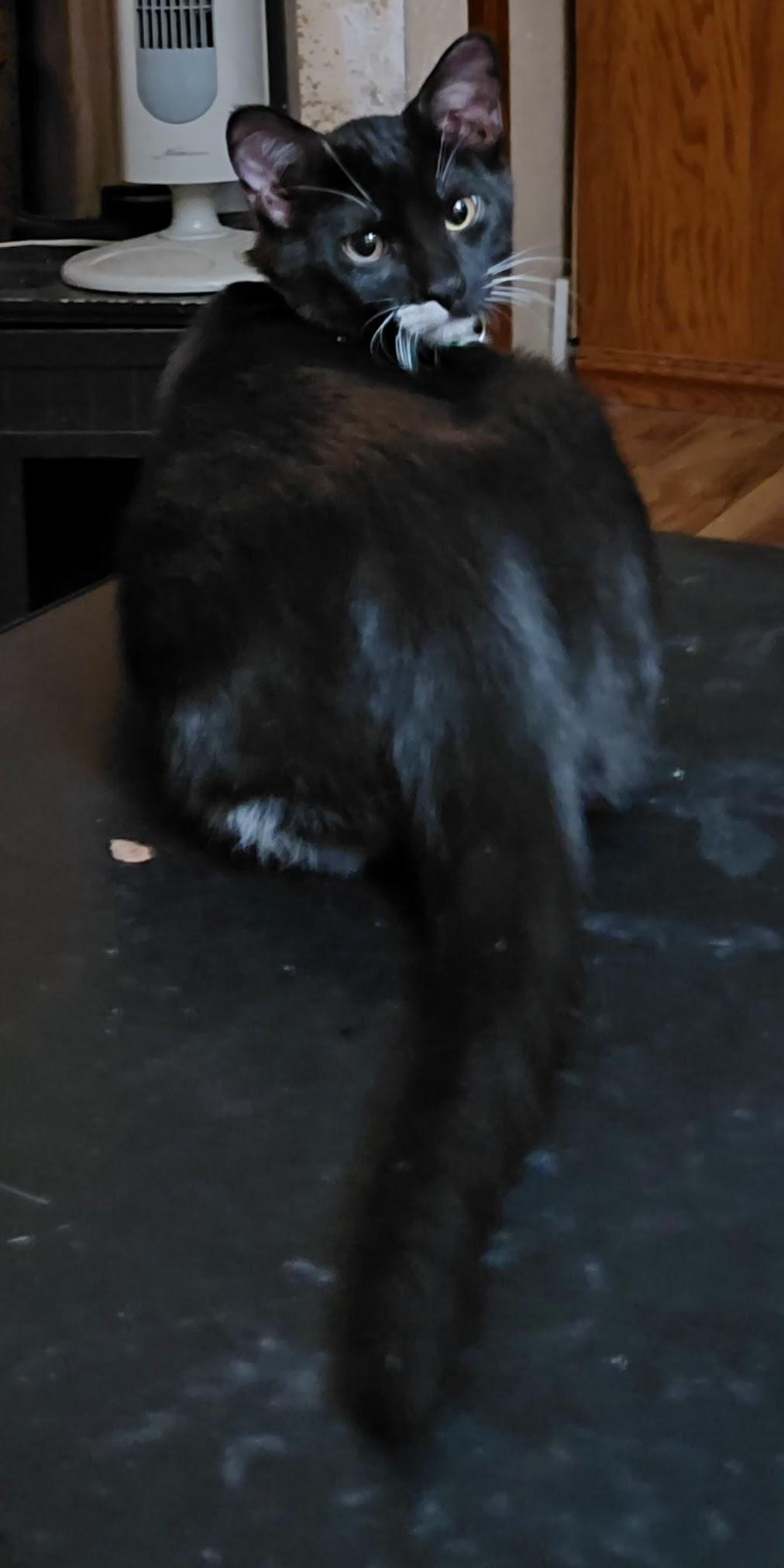 Steven, a Adoptable Domestic Short Hair in Waseca, MN image 2/5