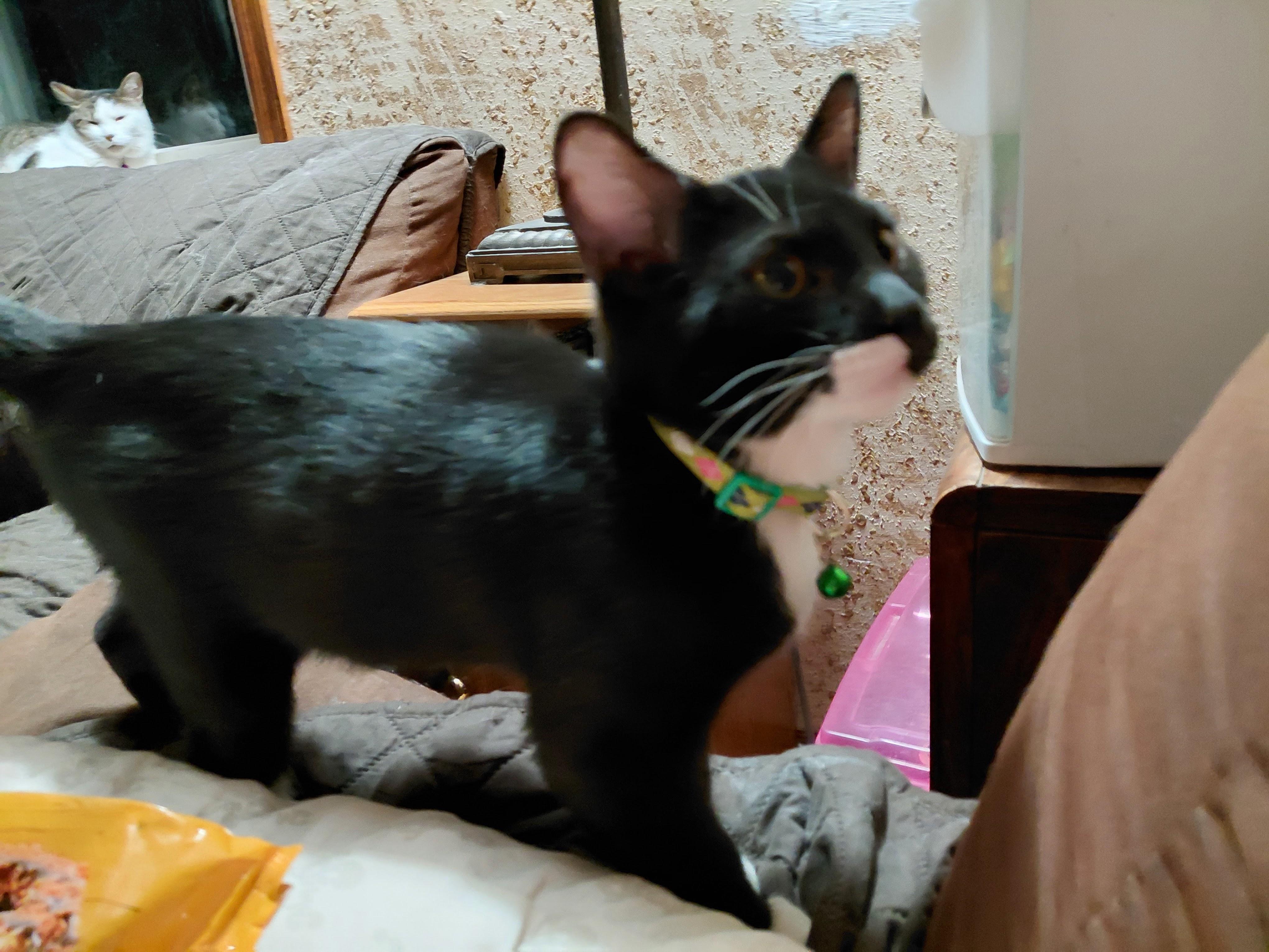 Steven, a Adoptable Domestic Short Hair in Waseca, MN image 4/5