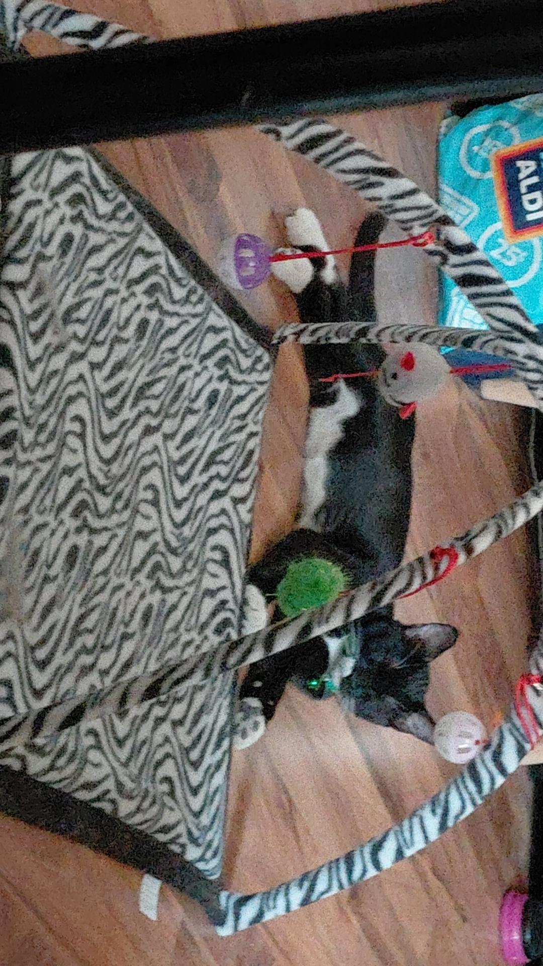 Steven, a Adoptable Domestic Short Hair in Waseca, MN image 5/5