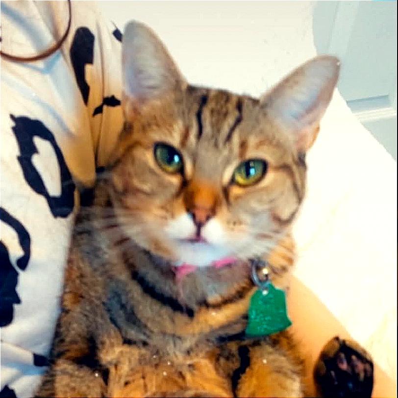 Ocean Breeze, Adoptable, Senior Female Domestic Short Hair.