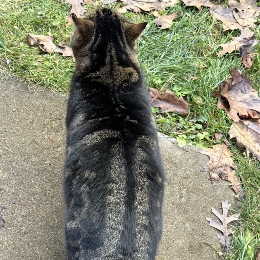 Meara, a Adoptable Domestic Short Hair in Monroe, MI image 1/4