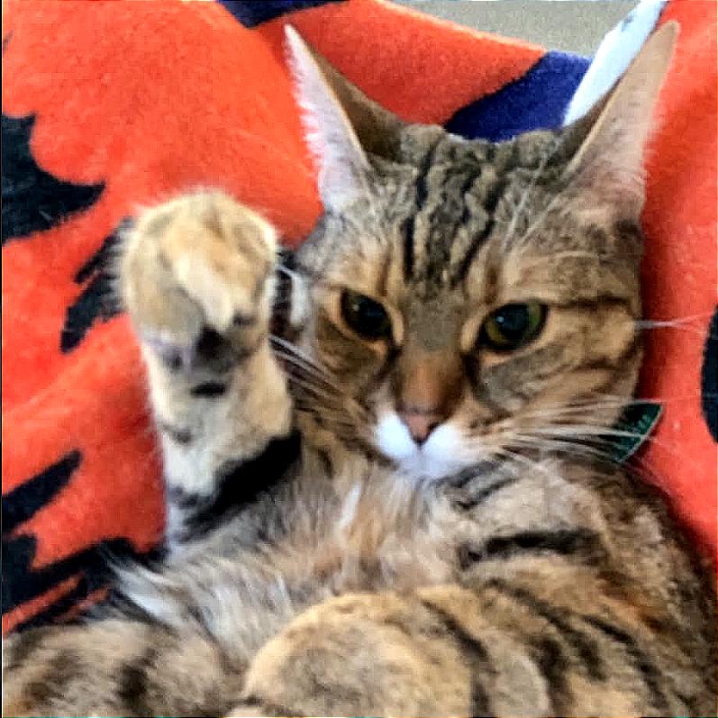 Enlarge Ocean Breeze, a Adoptable Domestic Short Hair in Monroe, MI image 2/4