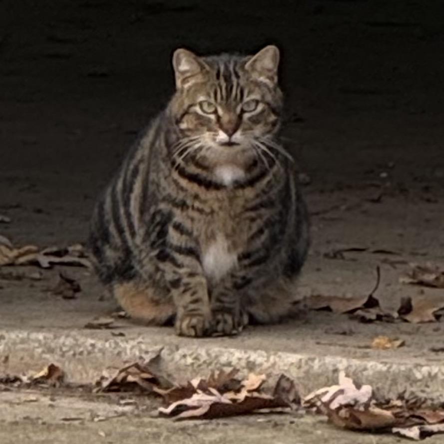 Meara, a Adoptable Domestic Short Hair in Monroe, MI image 2/4