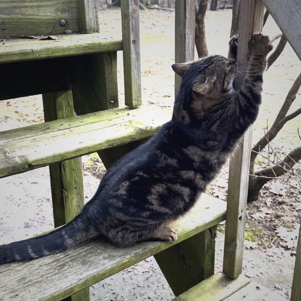 Meara, a Adoptable Domestic Short Hair in Monroe, MI image 3/4