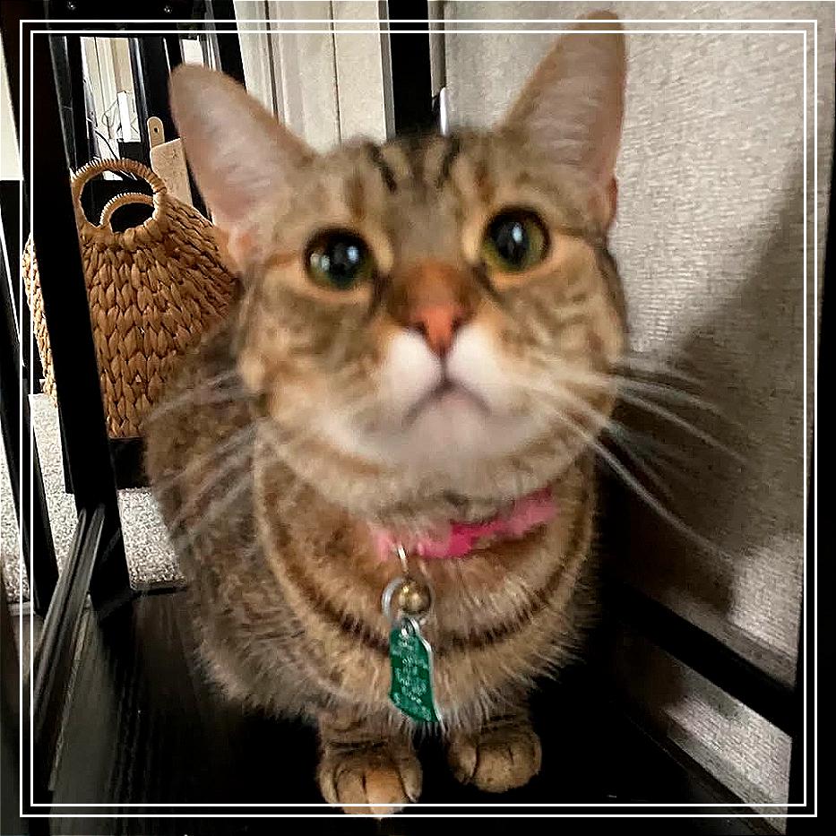 Enlarge Ocean Breeze, a Adoptable Domestic Short Hair in Monroe, MI image 4/4