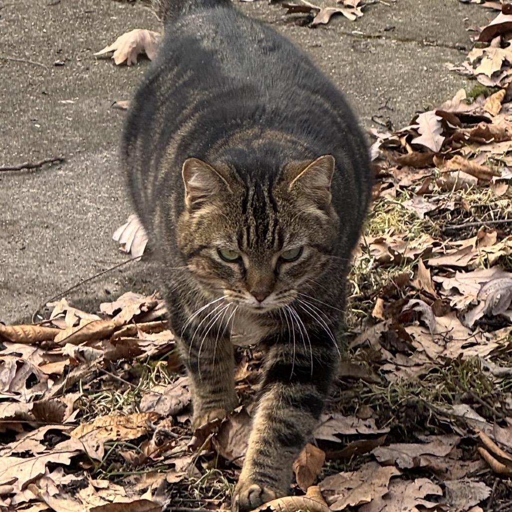 Meara, a Adoptable Domestic Short Hair in Monroe, MI image 4/4