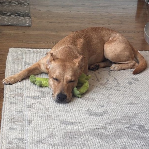 Enlarge Elfie, a ADOPTABLE Mixed Breed in Chicago, IL image 6/6