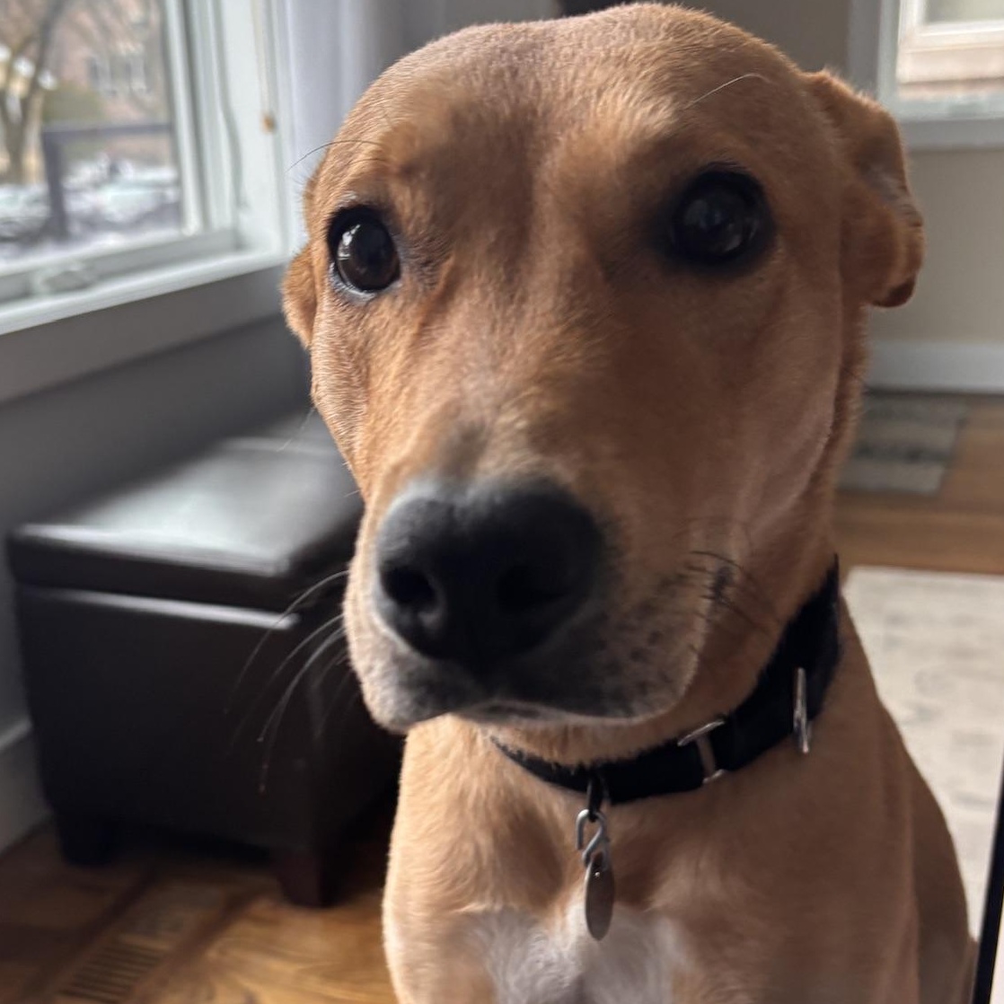 Enlarge Elfie, a ADOPTABLE Mixed Breed in Chicago, IL image 2/6