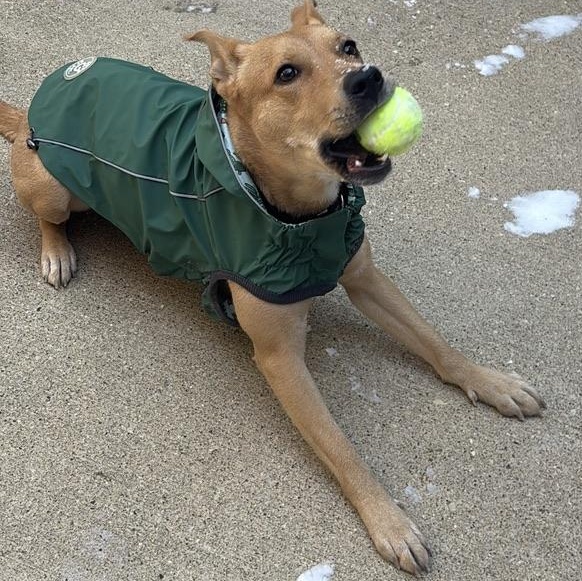 Enlarge Elfie, a ADOPTABLE Mixed Breed in Chicago, IL image 4/6