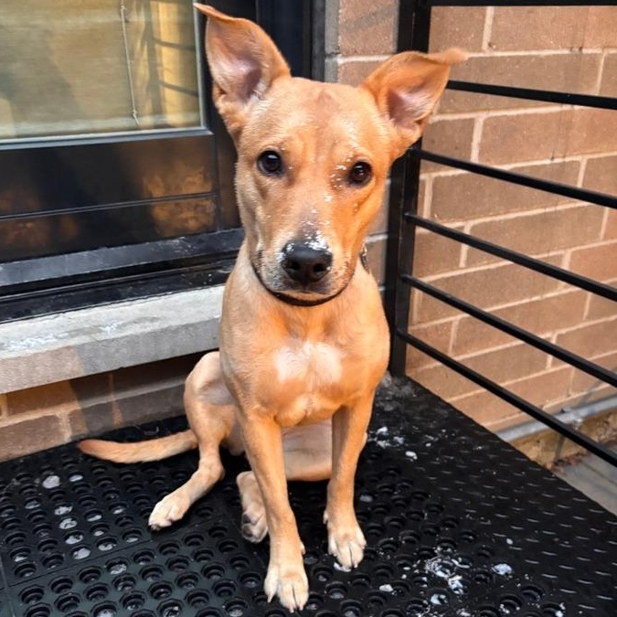 Enlarge Elfie, a ADOPTABLE Mixed Breed in Chicago, IL image 1/6