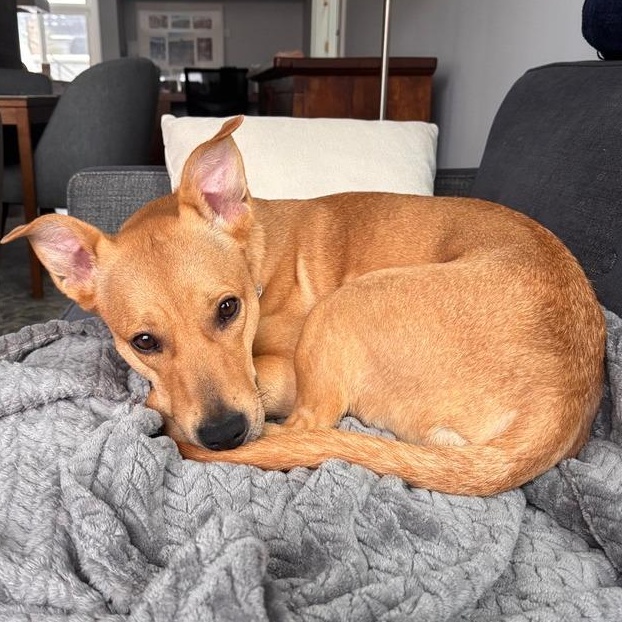 Enlarge Elfie, a ADOPTABLE Mixed Breed in Chicago, IL image 5/6