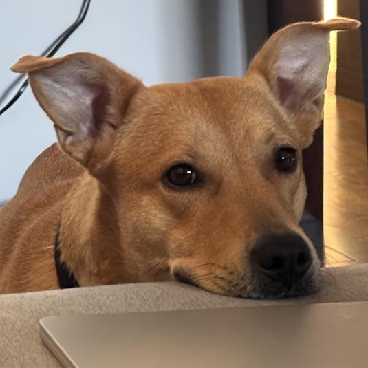 Enlarge Elfie, a ADOPTABLE Mixed Breed in Chicago, IL image 3/6