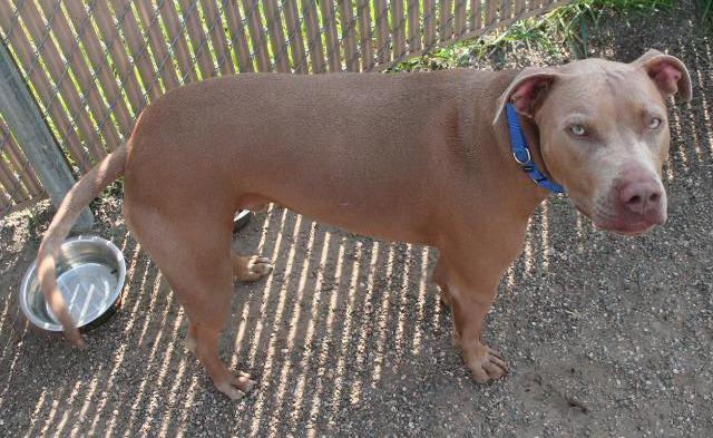 Enlarge Crusoe, a Adopted mixed breed in Bemidji, MN image 1/3
