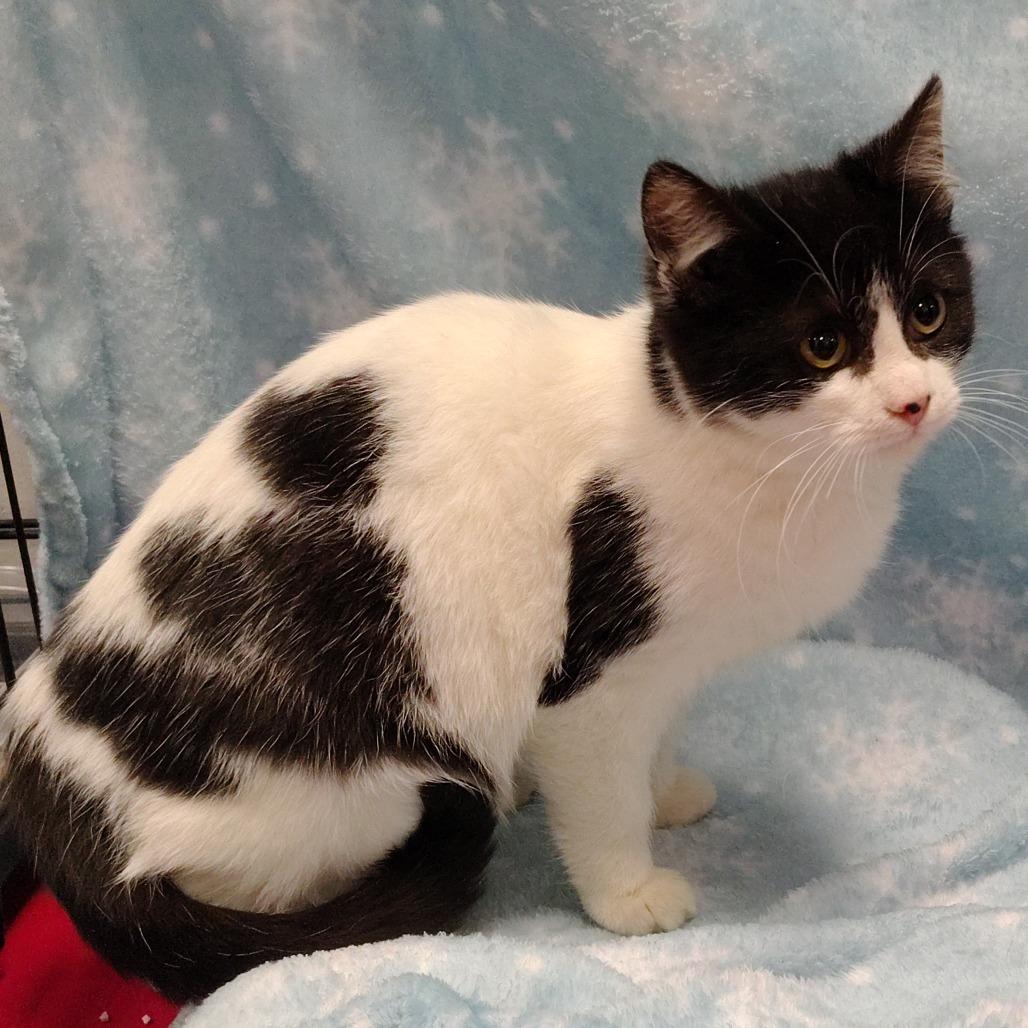 Phoenix/Cheetah collar, Adoptable, Kitten Male Domestic Short Hair.