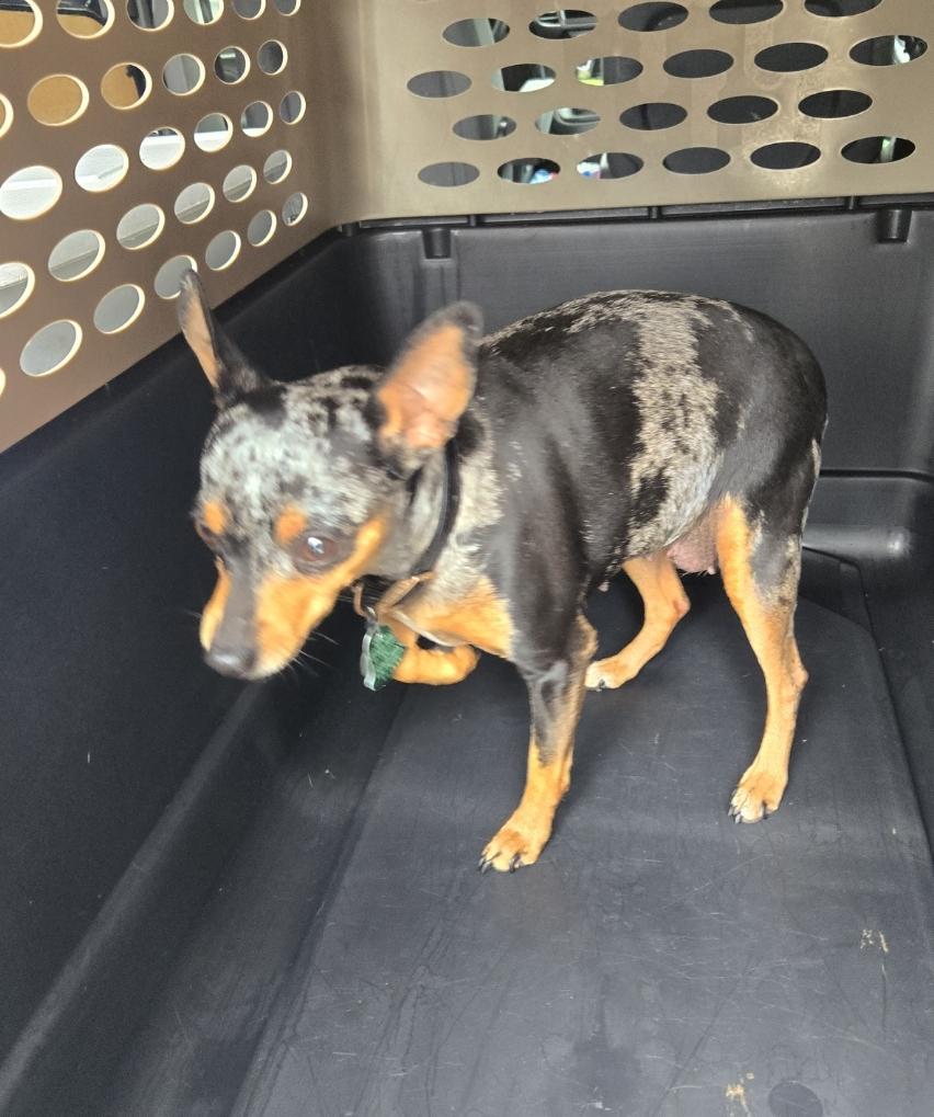 Sabby, Adopted, Adult Female Jack Russell Terrier & Chihuahua.