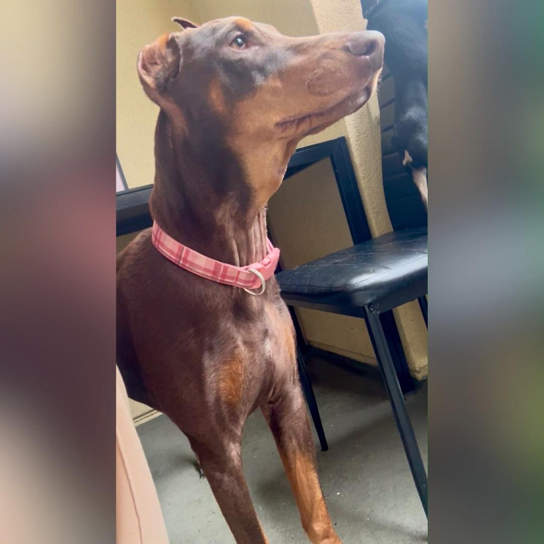 NALA, an adopted Doberman Pinscher in Morgan Hill, CA image 6/6