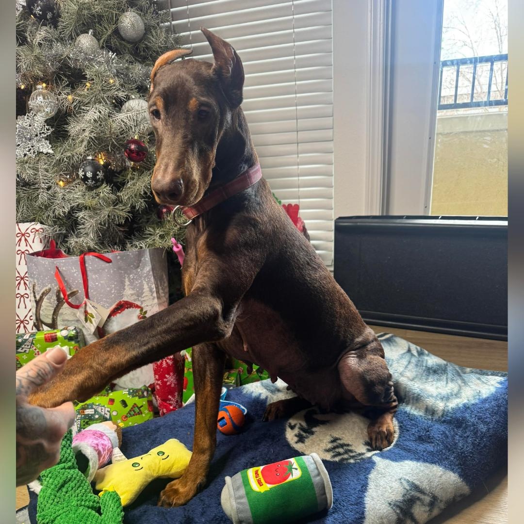 NALA, an adopted Doberman Pinscher in Morgan Hill, CA image 4/6