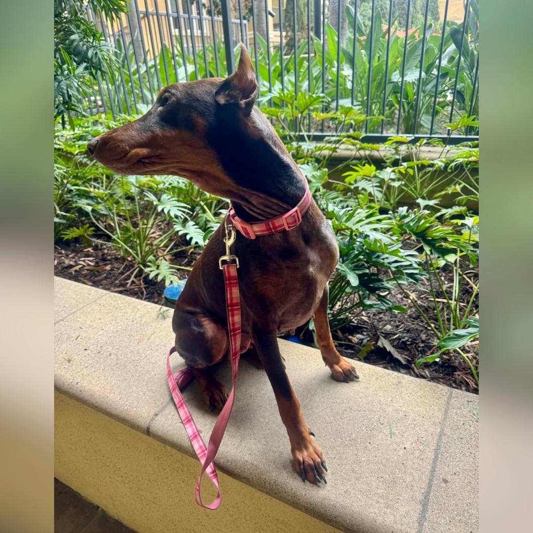 NALA, an adopted Doberman Pinscher in Morgan Hill, CA image 5/6