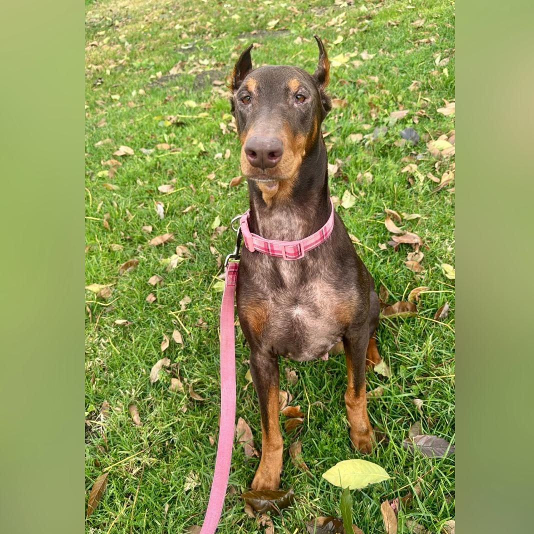 NALA, adopted, Young Female Doberman Pinscher.