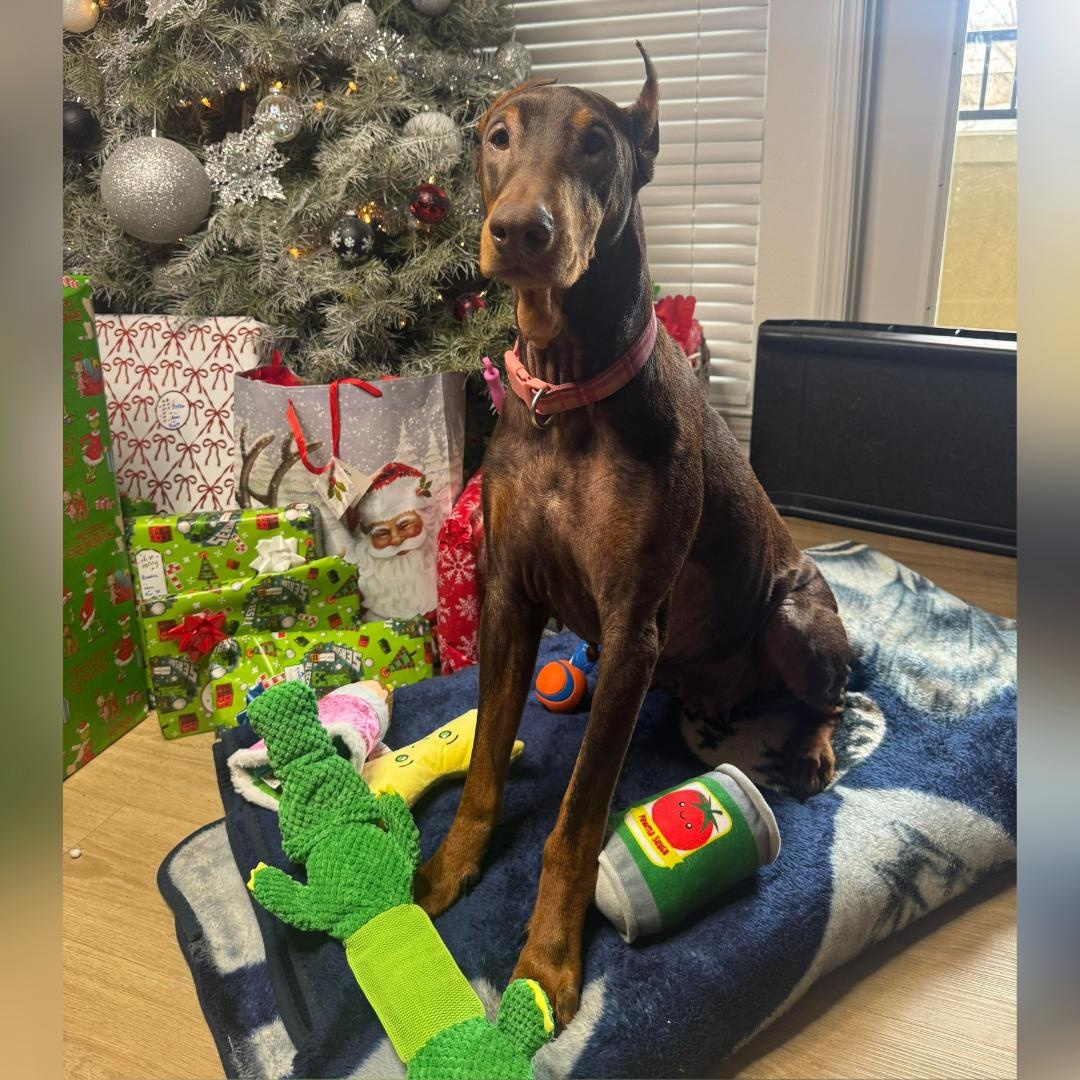 NALA, an adopted Doberman Pinscher in Morgan Hill, CA image 2/6