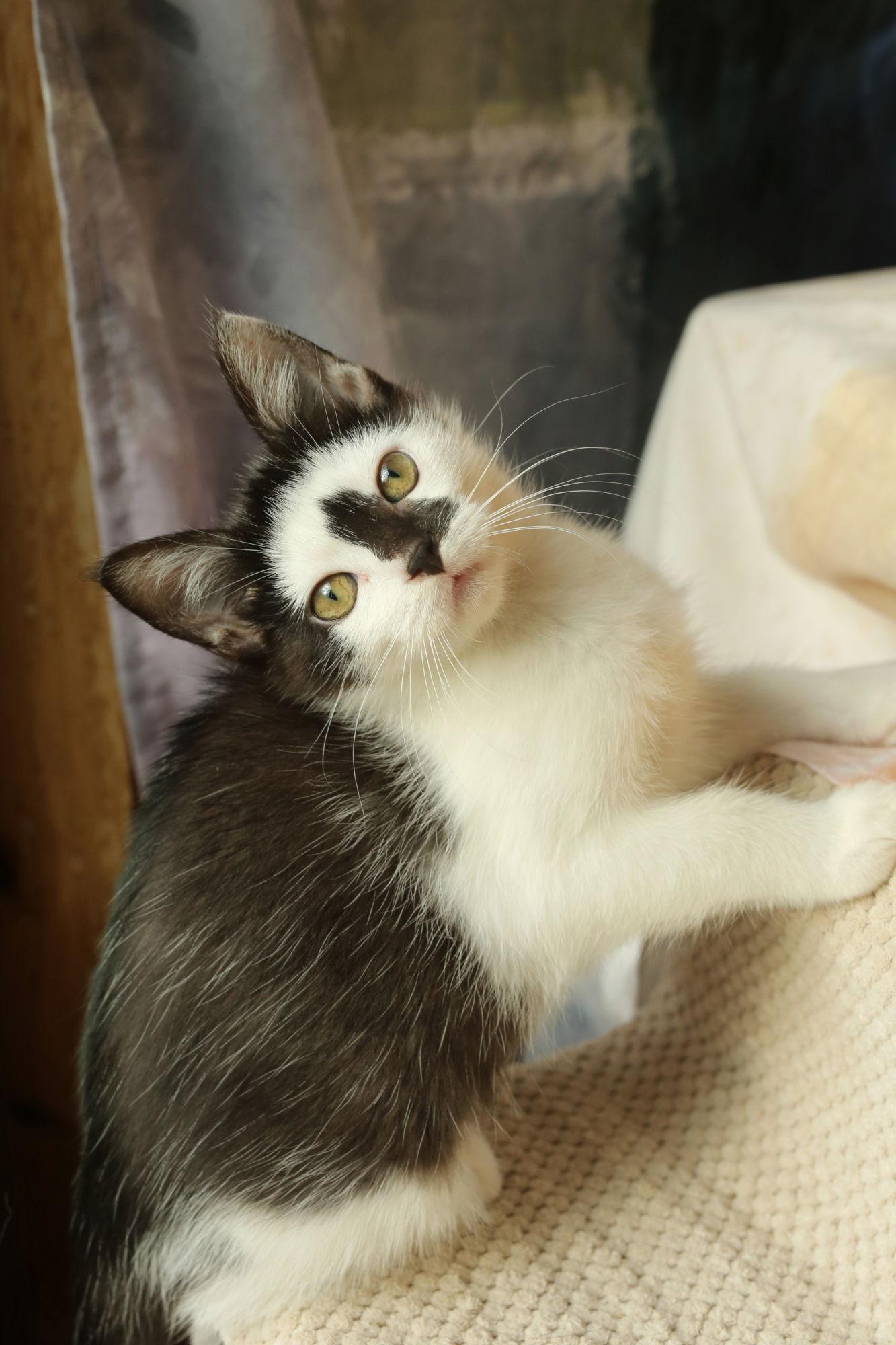 Yuma, Adoptable, Young Female Domestic Short Hair.