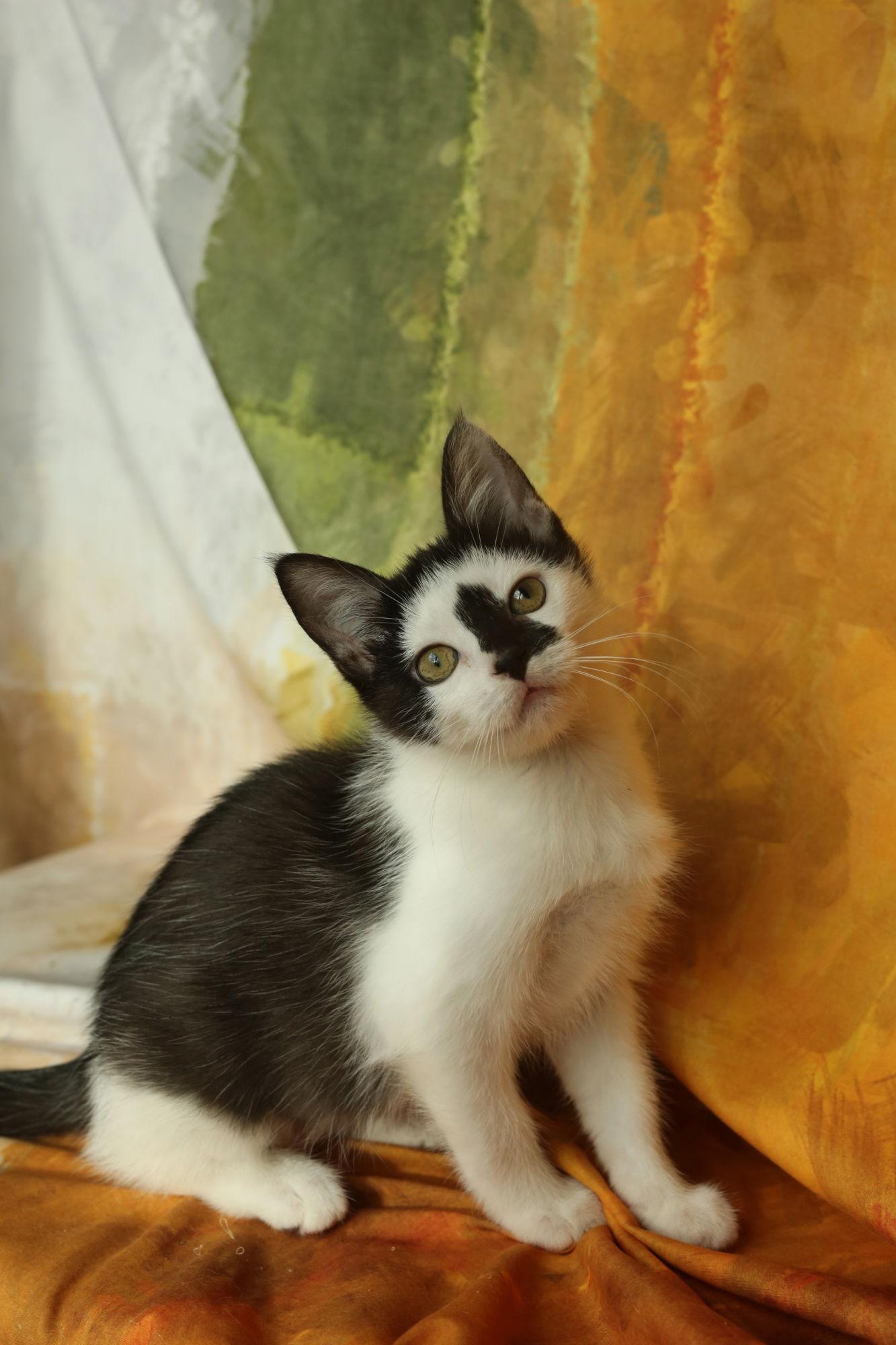 Enlarge Yuma, a Adoptable Domestic Short Hair in New Prague, MN image 2/2