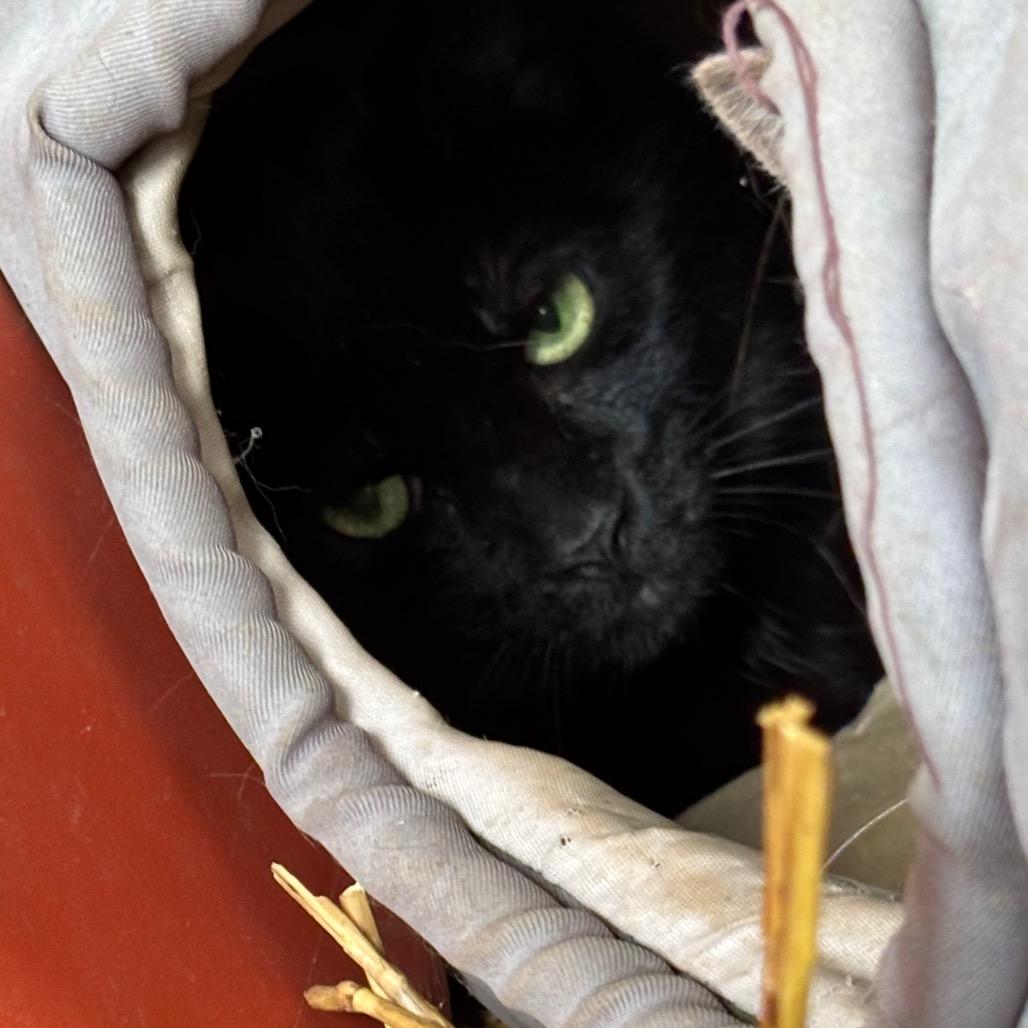 Blackjack, Adoptable, Adult Male Domestic Short Hair.