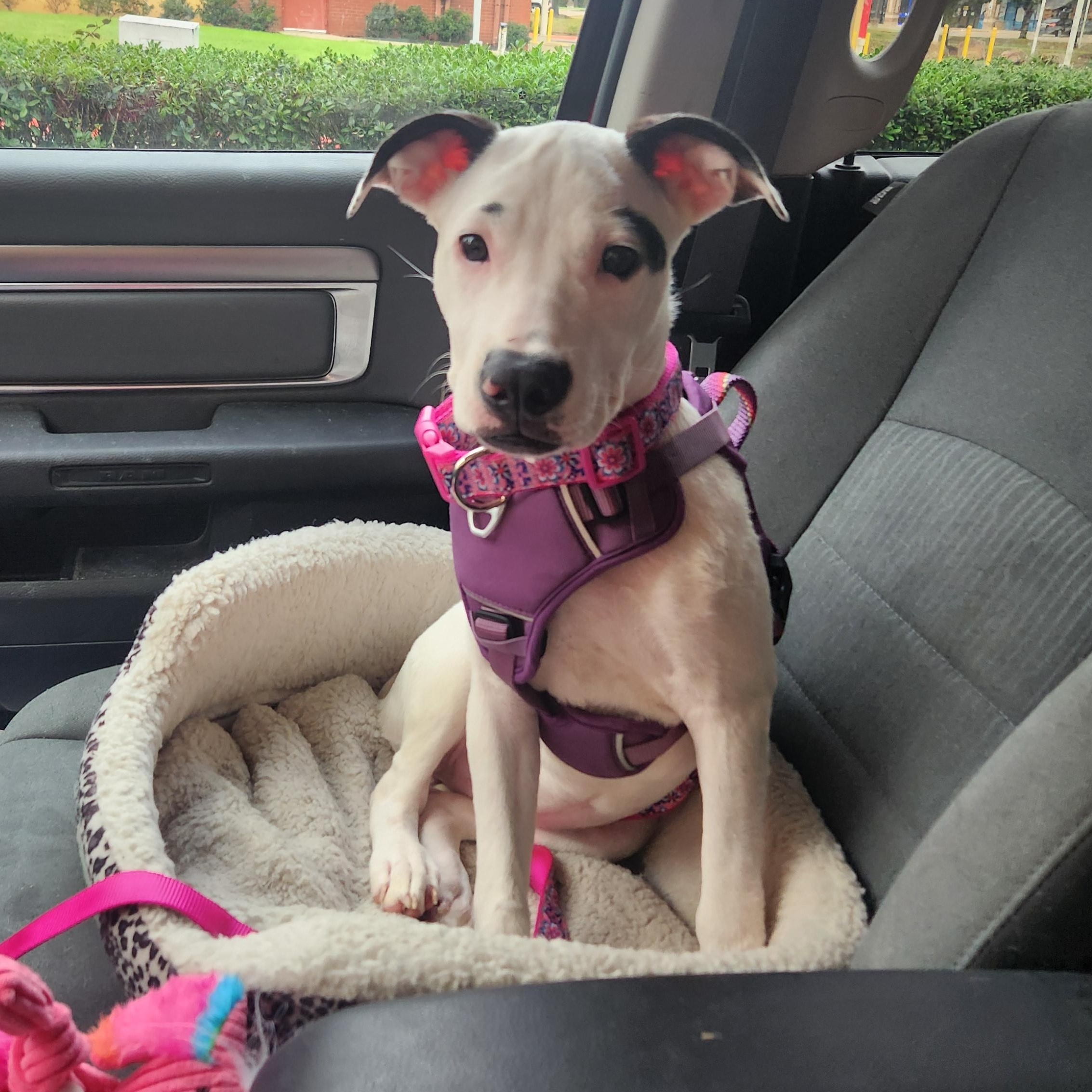 FIONA, Adoptable, Young Female Pit Bull Terrier & German Shepherd Dog.