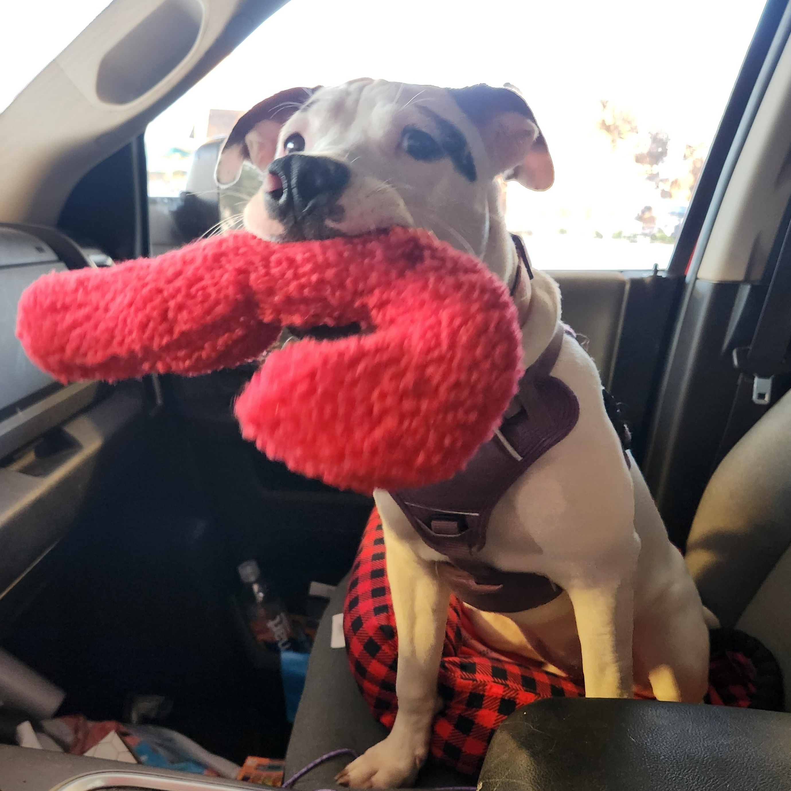 FIONA, Adoptable, Young Female Pit Bull Terrier & German Shepherd Dog.