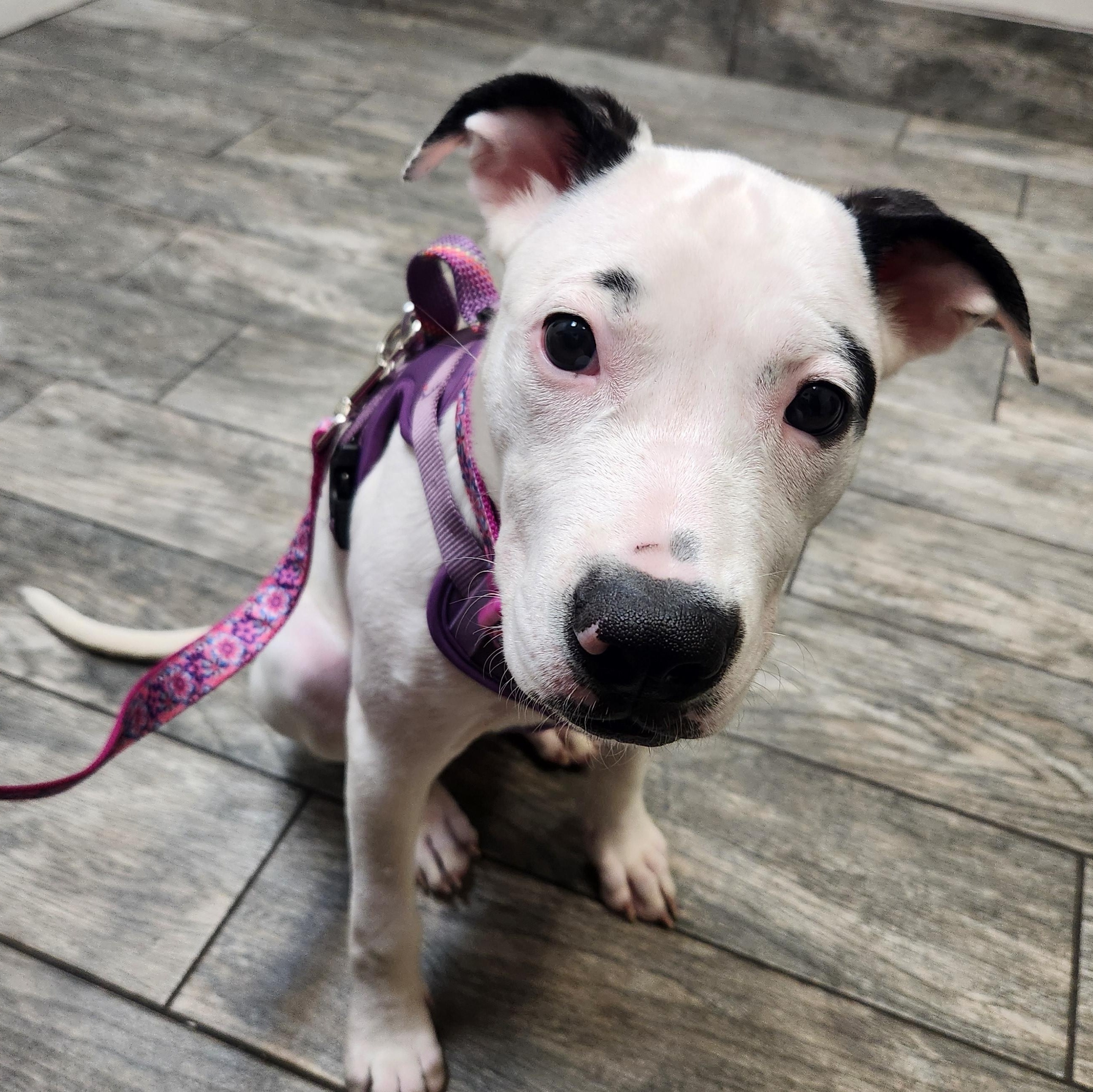 Enlarge FIONA, a Adoptable mixed breed in ROWLETT, TX image 2/6