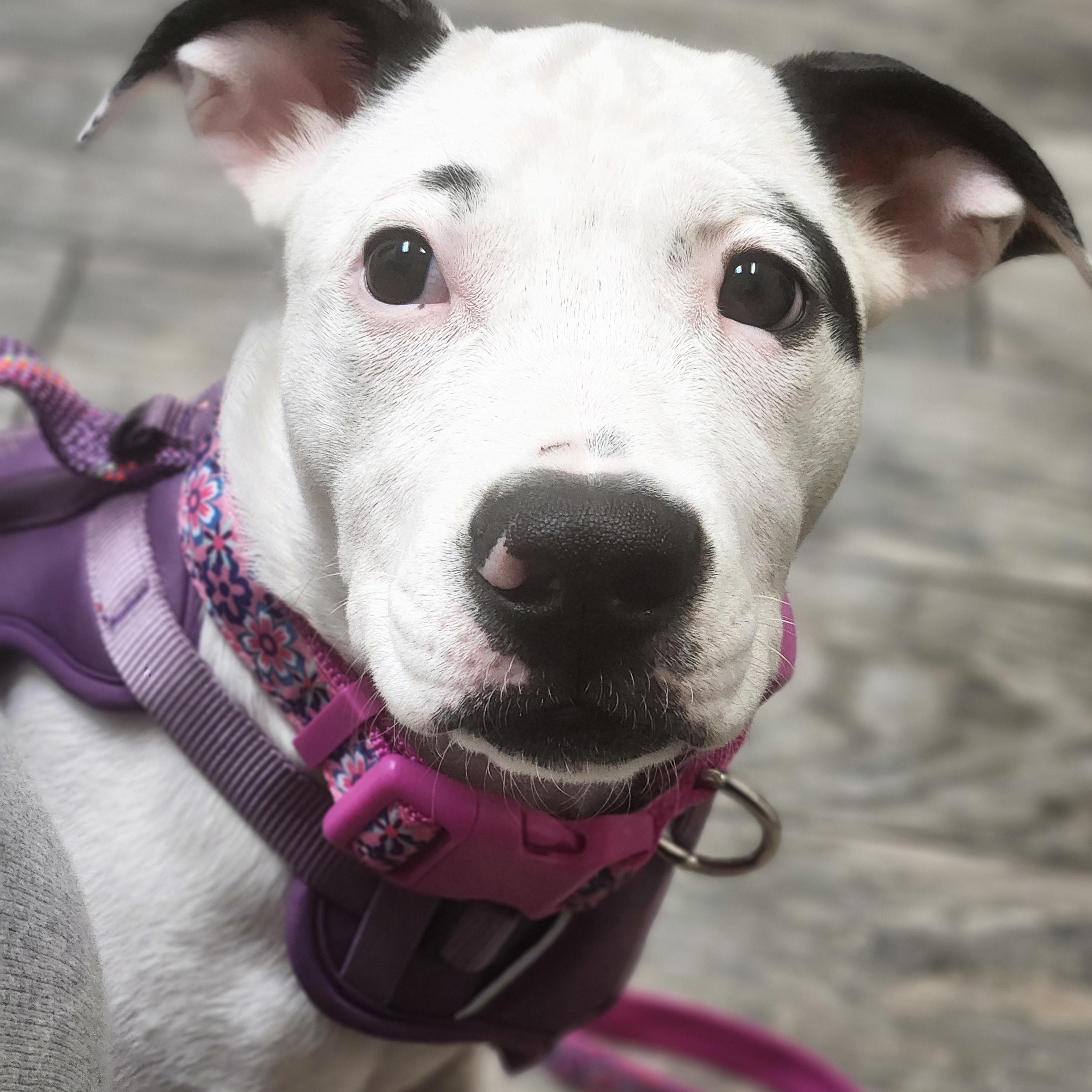 Enlarge FIONA, a Adoptable mixed breed in ROWLETT, TX image 4/6