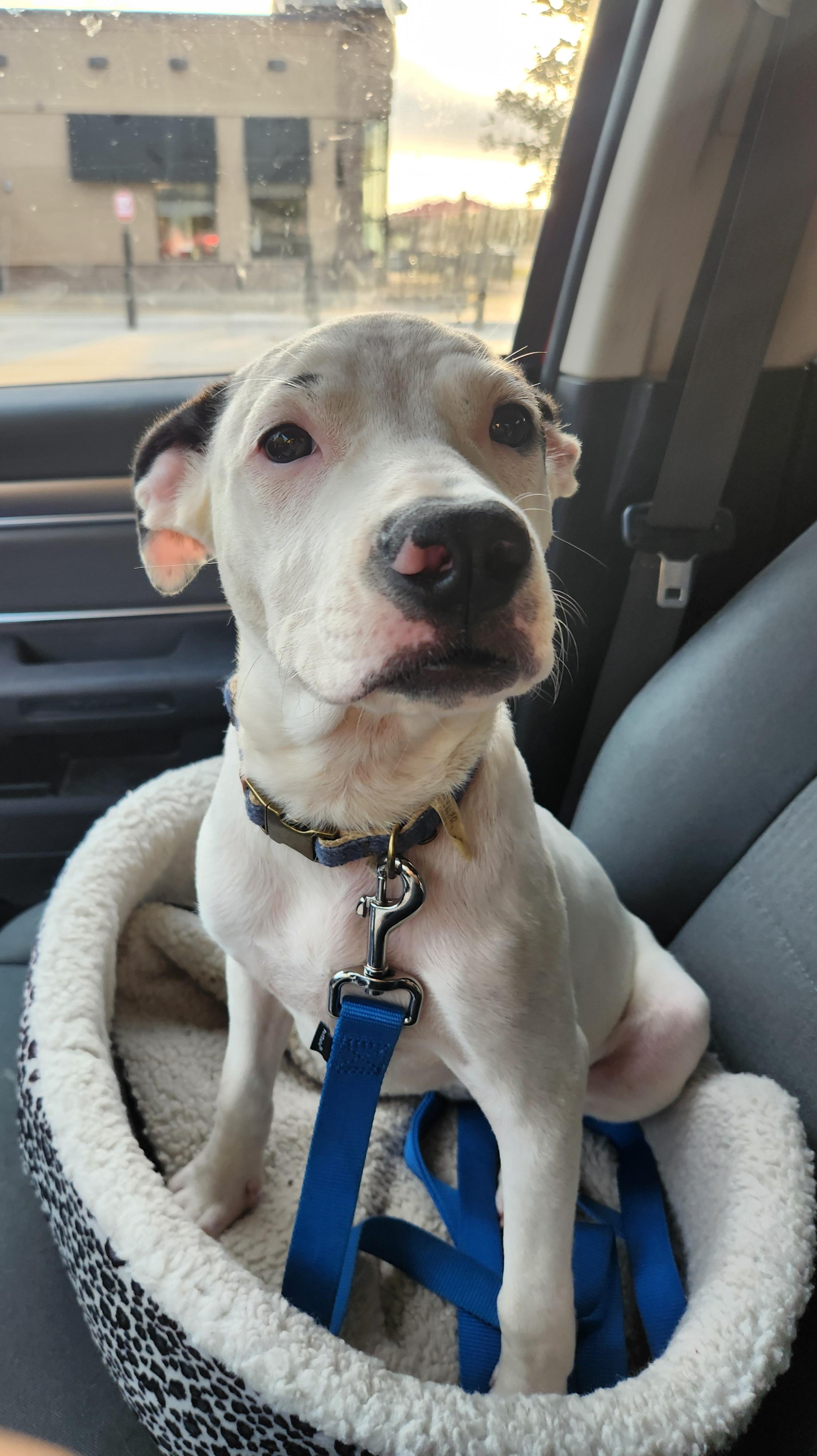 Enlarge FIONA, a Adoptable mixed breed in ROWLETT, TX image 5/6