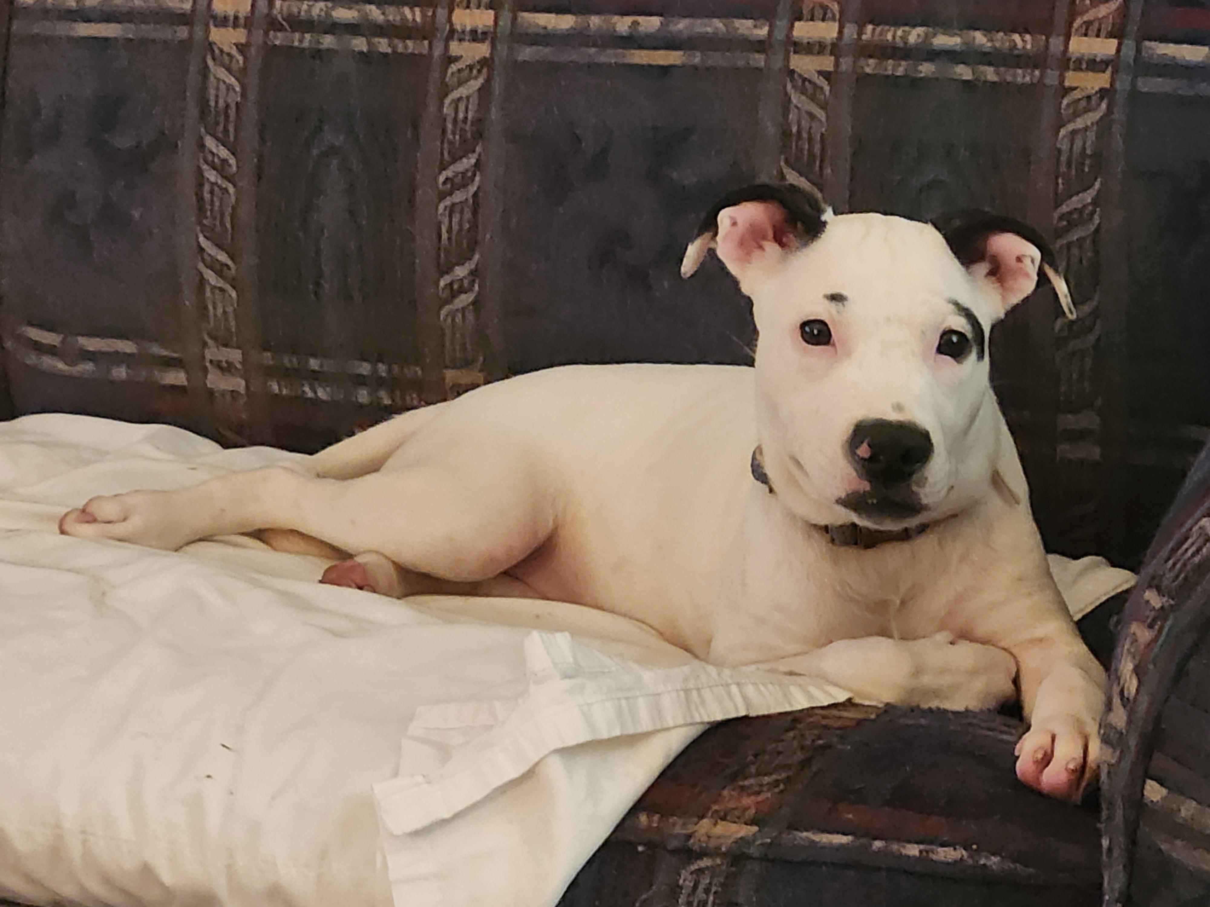 Enlarge FIONA, a Adoptable mixed breed in ROWLETT, TX image 6/6