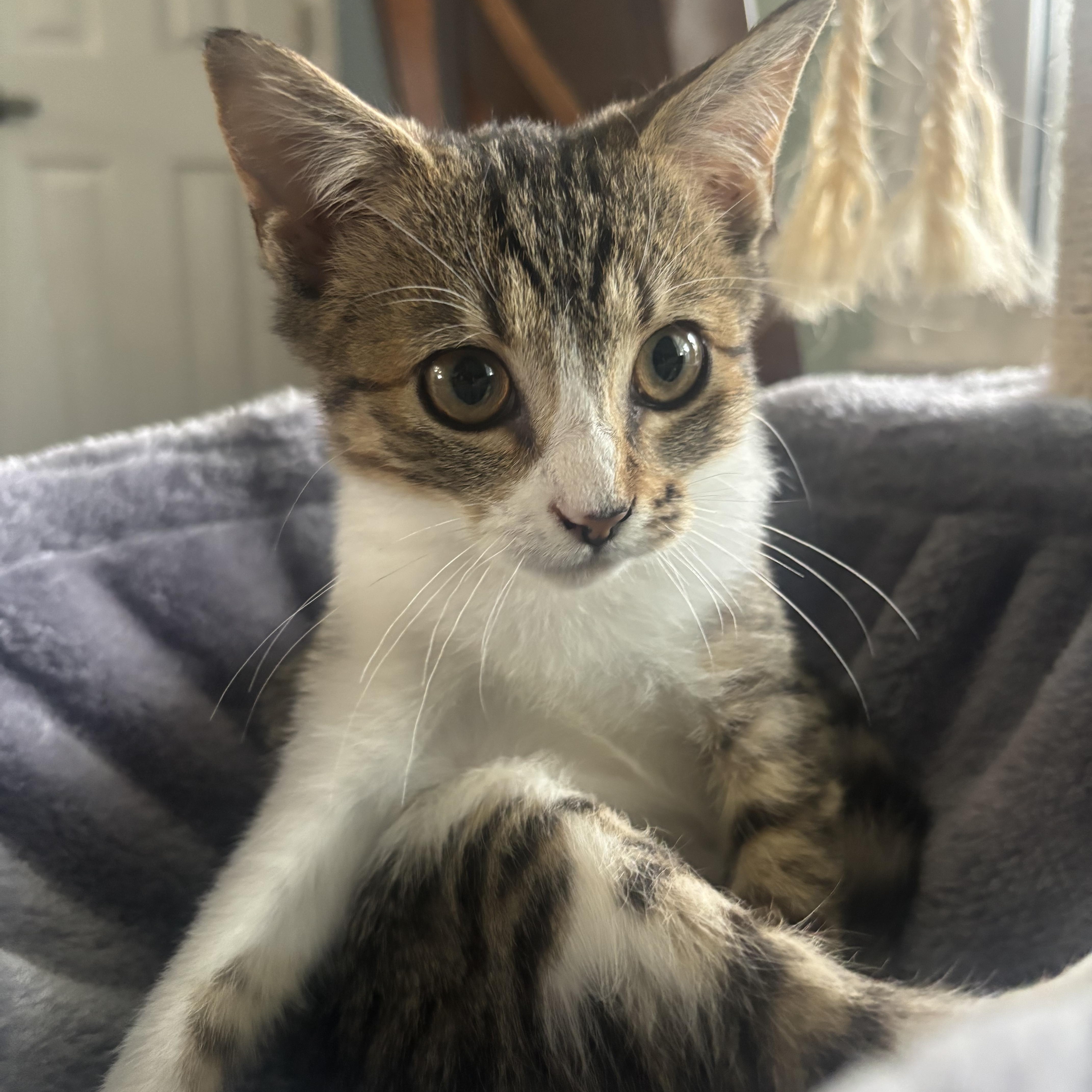 Enlarge Cleopatra, a Adoptable mixed breed in Greensboro, NC image 2/4