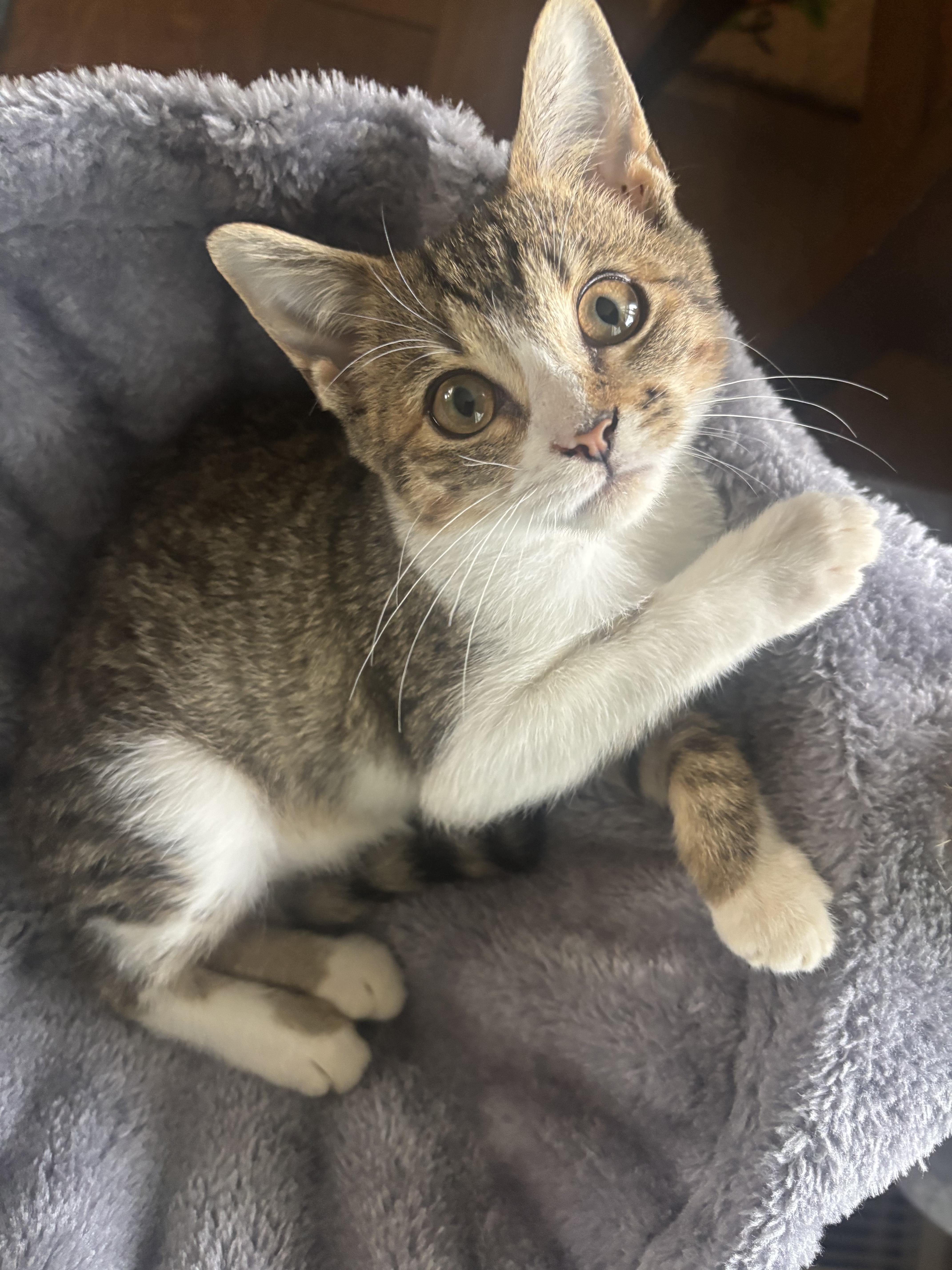 Enlarge Cleopatra, a Adoptable mixed breed in Greensboro, NC image 3/4