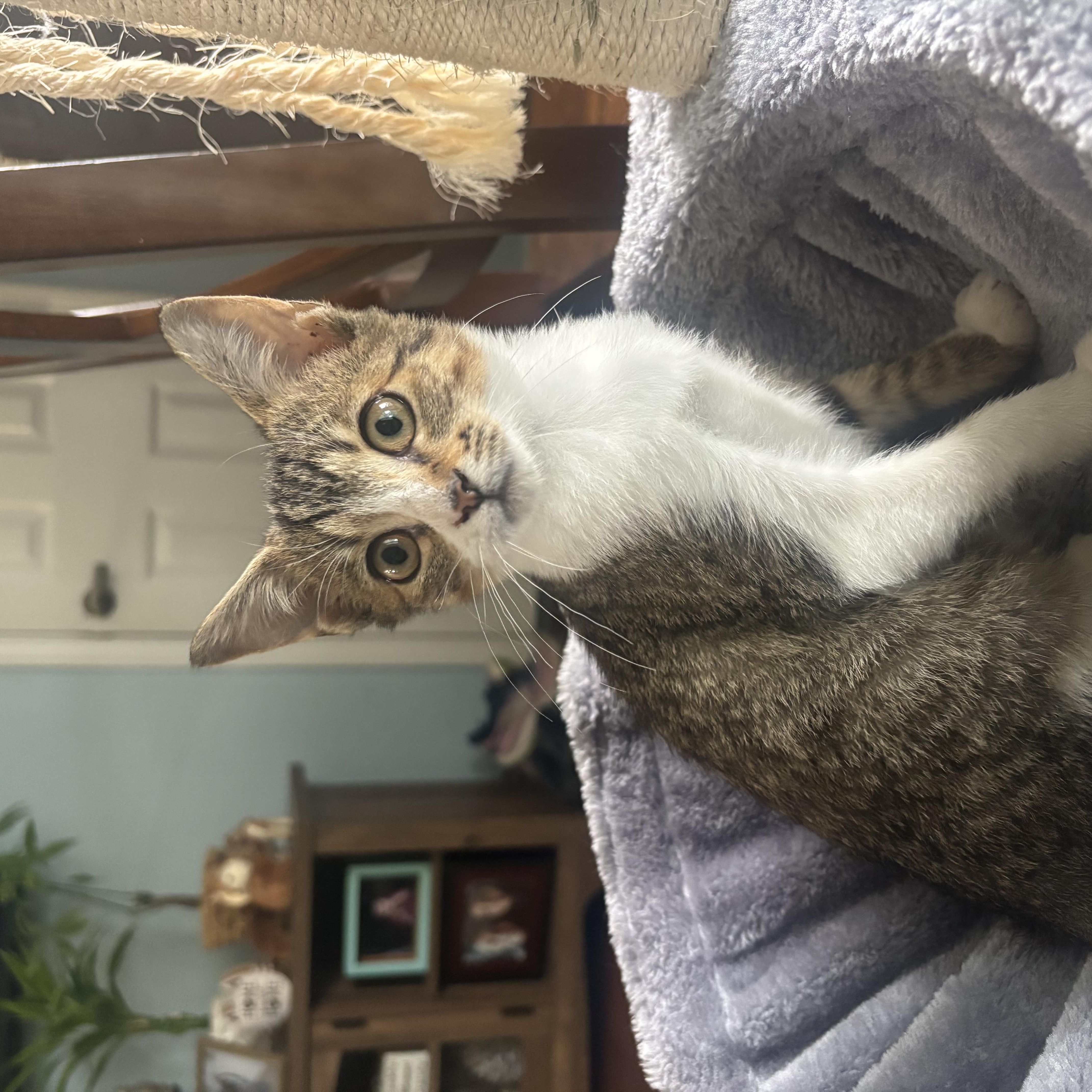 Enlarge Cleopatra, a Adoptable mixed breed in Greensboro, NC image 4/4