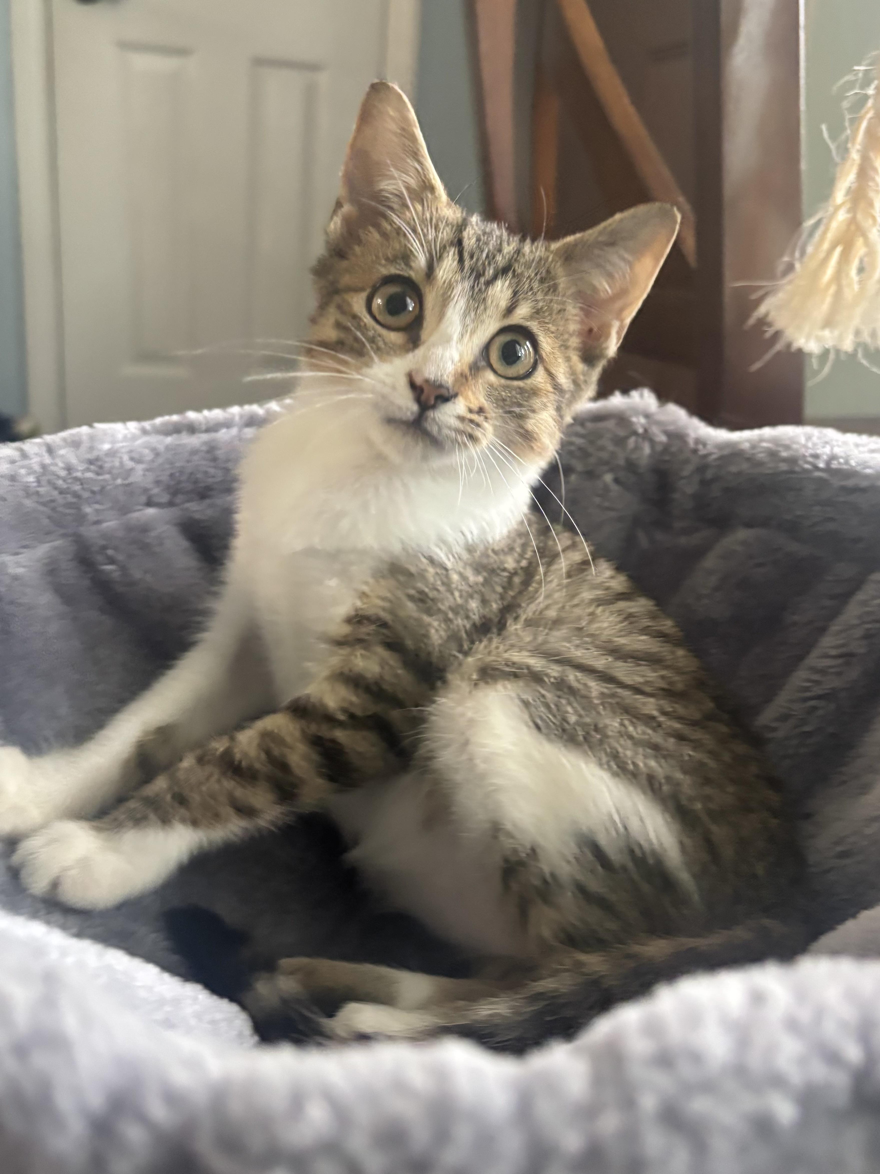 Enlarge Cleopatra, a Adoptable mixed breed in Greensboro, NC image 1/4