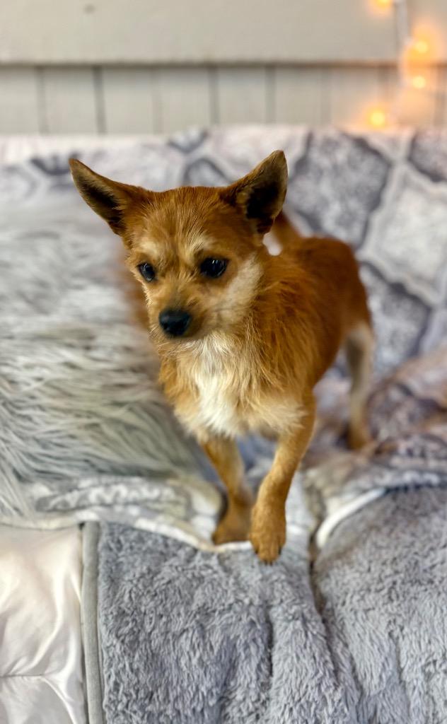 Enlarge Lil Red, a Adoptable Terrier in Fort Worth, TX image 1/1