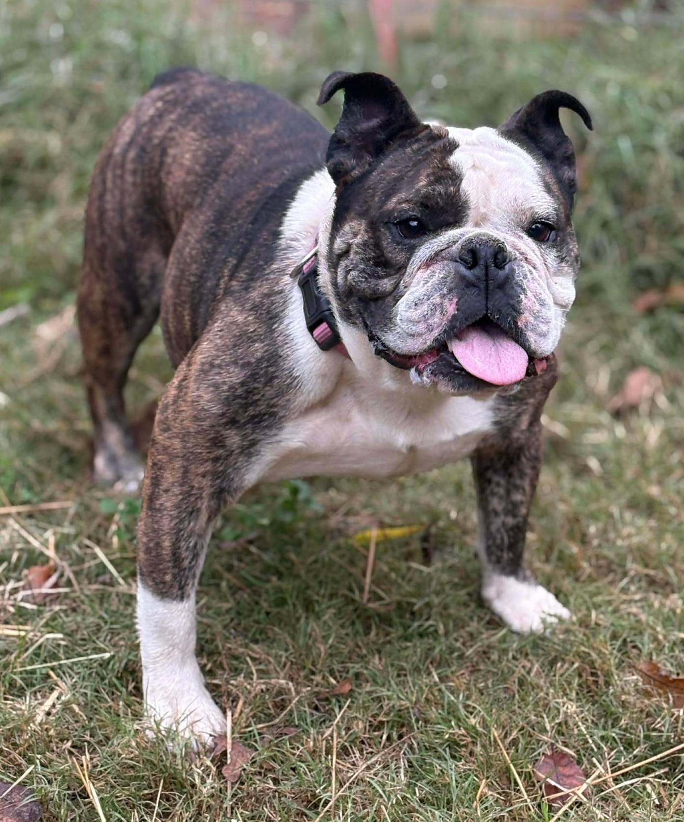 Bailey, adopted, Adult Female English Bulldog.