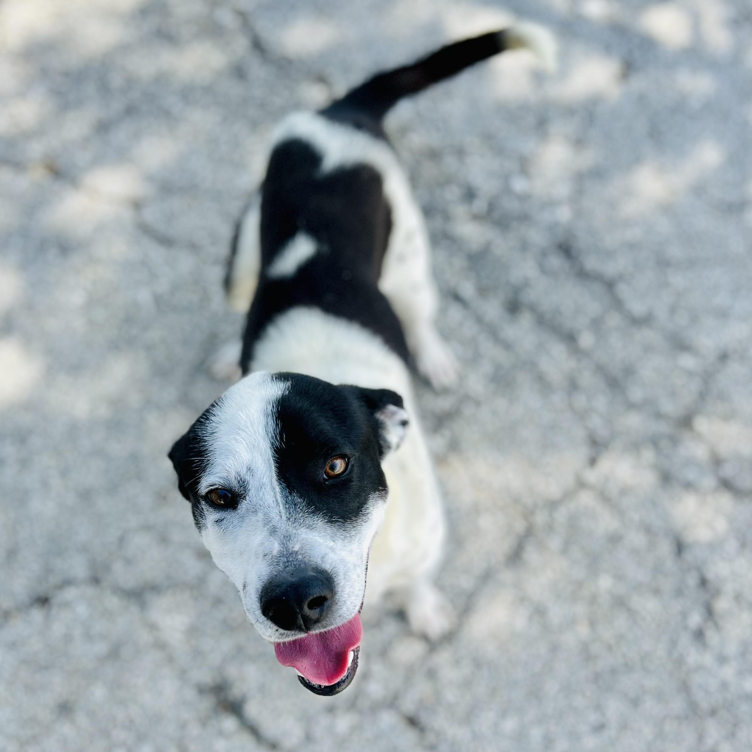 Enlarge Glitch, a ADOPTABLE mixed breed in Seguin, TX image 1/5